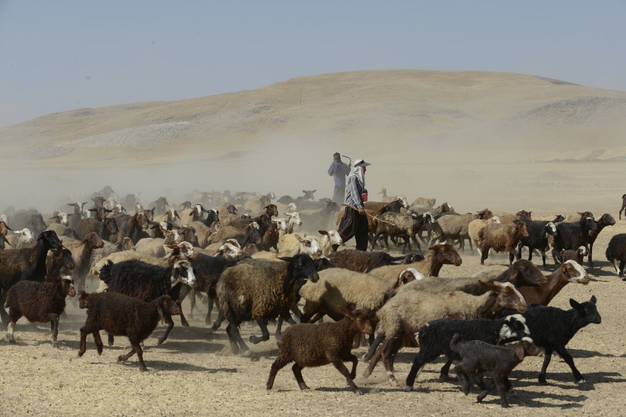 Nomádské stany mezi Tamar a Ashkhaneh, Írán 2022 (fotografie) od Unbekannter Künstler