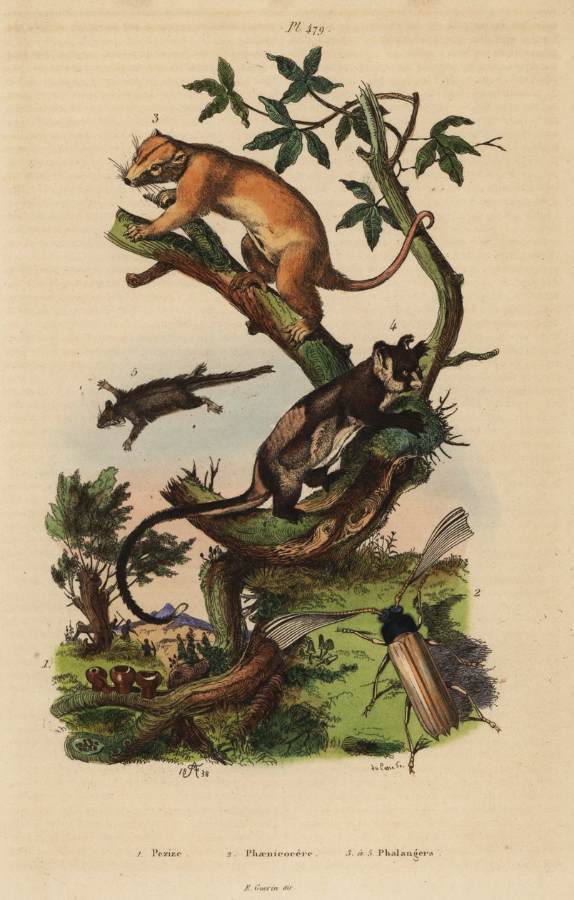 Kuskus severní, Phalanger orientalis 3, klouzek žlutobřichý, Petaurus australis 4, křídlatka, Acrobates pygmaeus 5, Peziza houby 1 a Psygmatocerus wagleri brouk 2 od Unbekannt