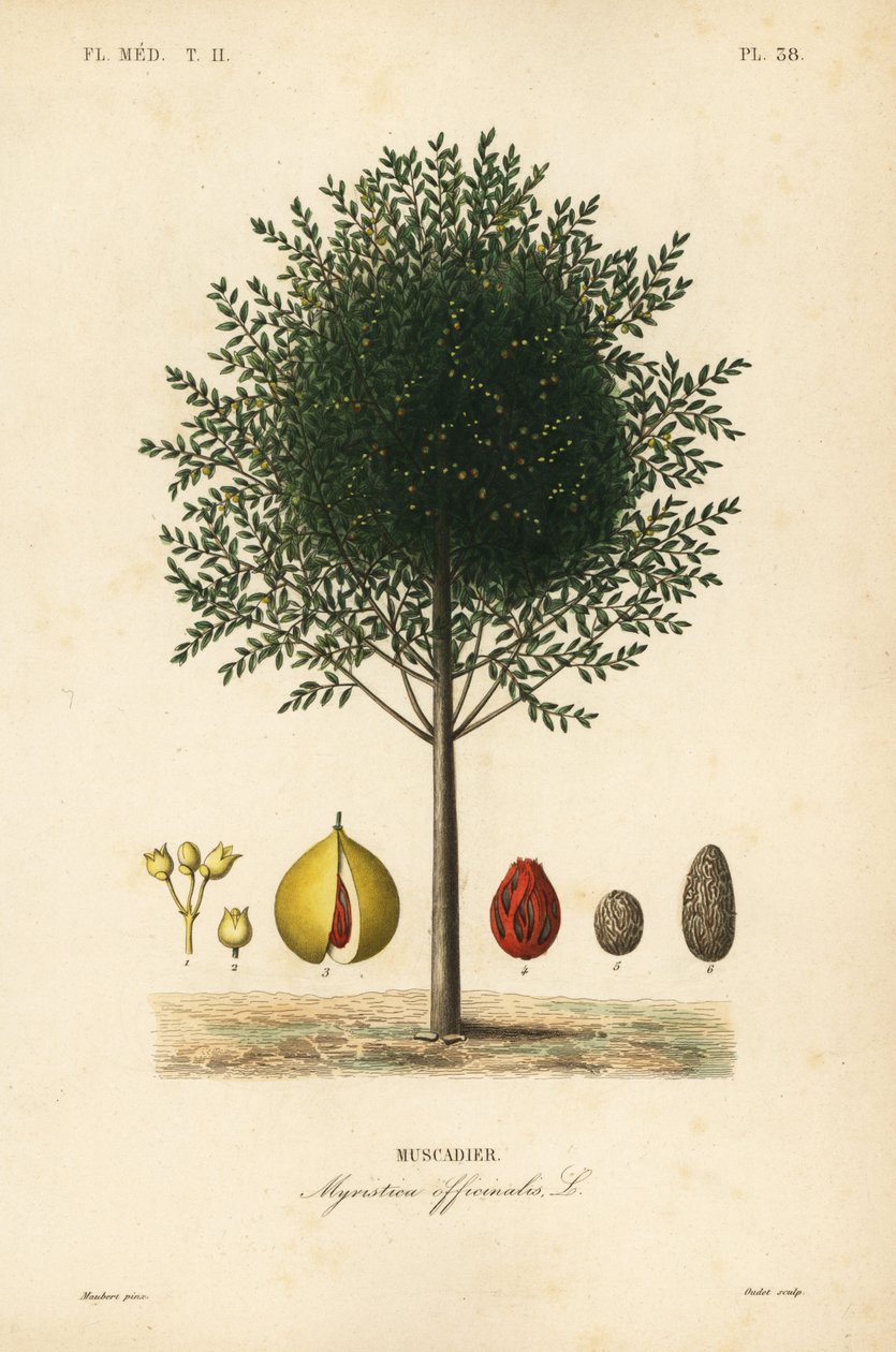 Muškátový a muškátový strom, Myristica fragrans, Myristica officinalis, Muscadier od Unbekannt