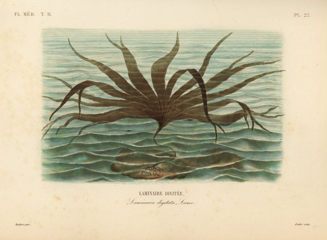 Veslunka, Laminaria digitata, řasa prstná od Unbekannt