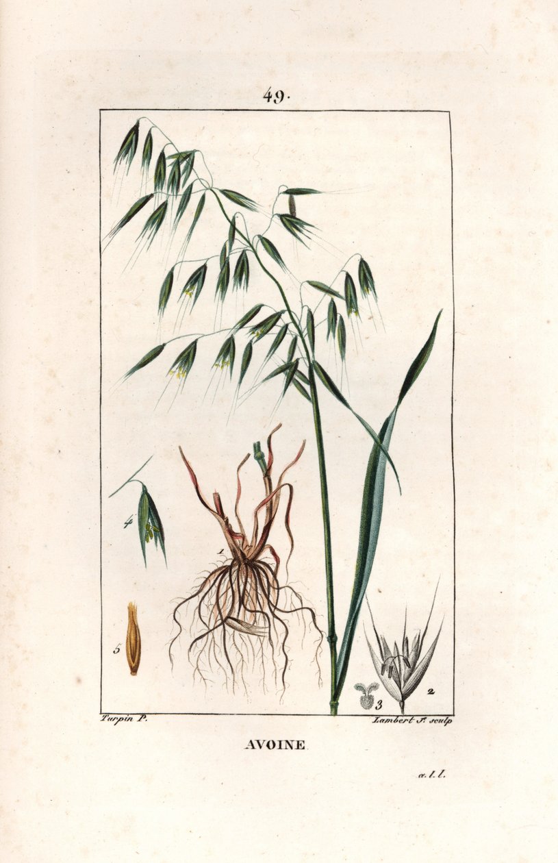 Oves Cultivee neboli byzantský oves - Rytina od Lamberta filse, podle kresby Pierra Jeana Francoise Turpina (1775-1840), převzato z La flore medicale, Chaumeton, Poiret et Chamberet, Paříž 1830 - Oves, Avena sativa - Rytina od Lamberta ml. z roku 1830 od Unbekannter Künstler