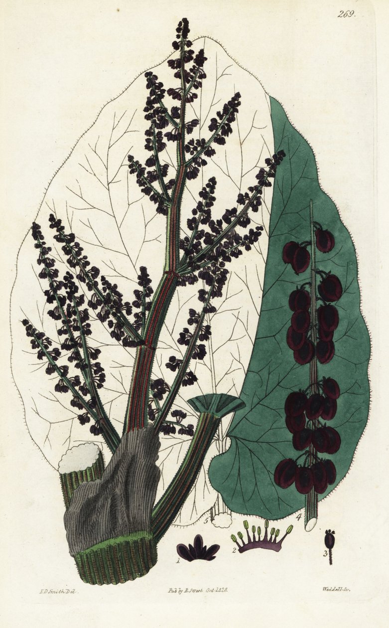 Rebarbora lékařská, Southern Rheum. Weddellova ručně kolorovaná mědirytina podle botanické ilustrace Edwarda Daltona Smithe z knihy Roberta Sweeta The British Flower Garden, Ridgeway, Londýn. od Unbekannter Künstler
