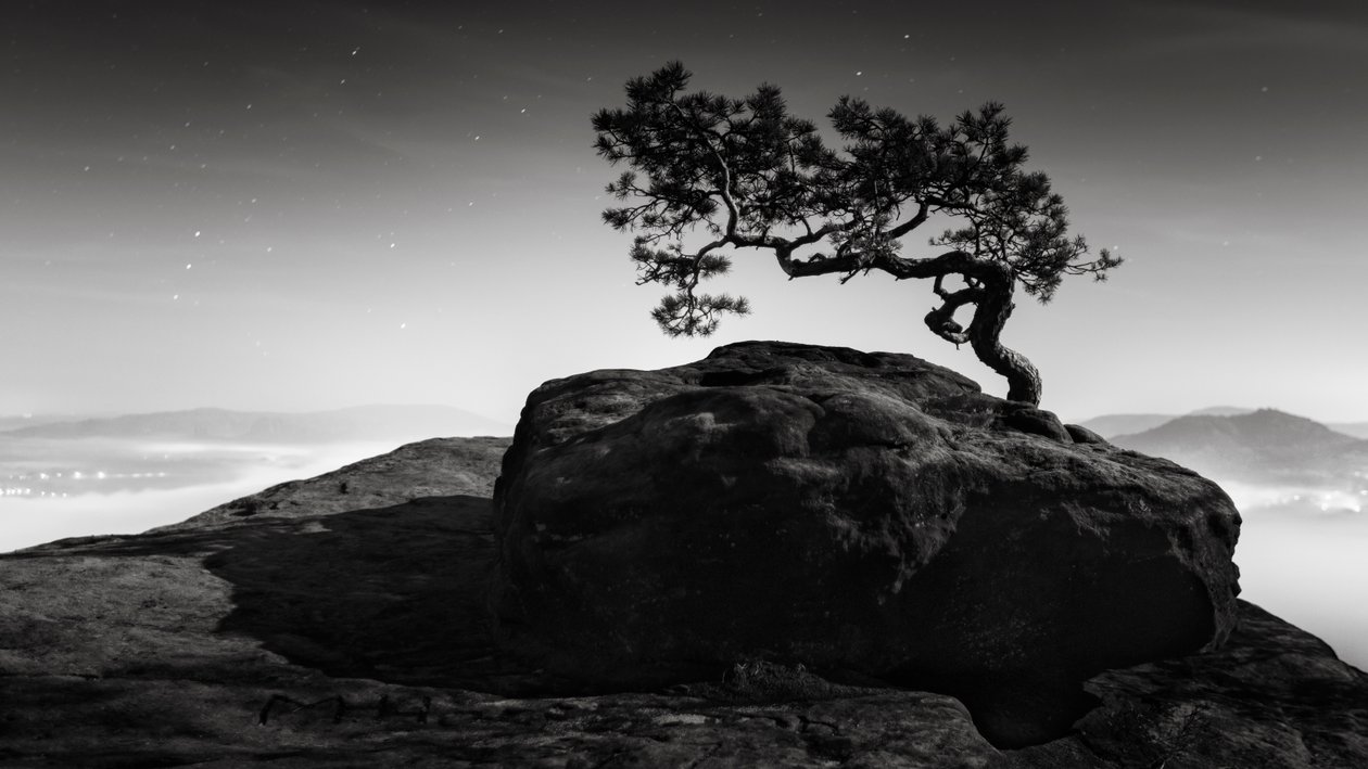 Old Pine, Lilienstein, Švýcarsko, 2015 (černobílá fotografie) od Leopold Blonder