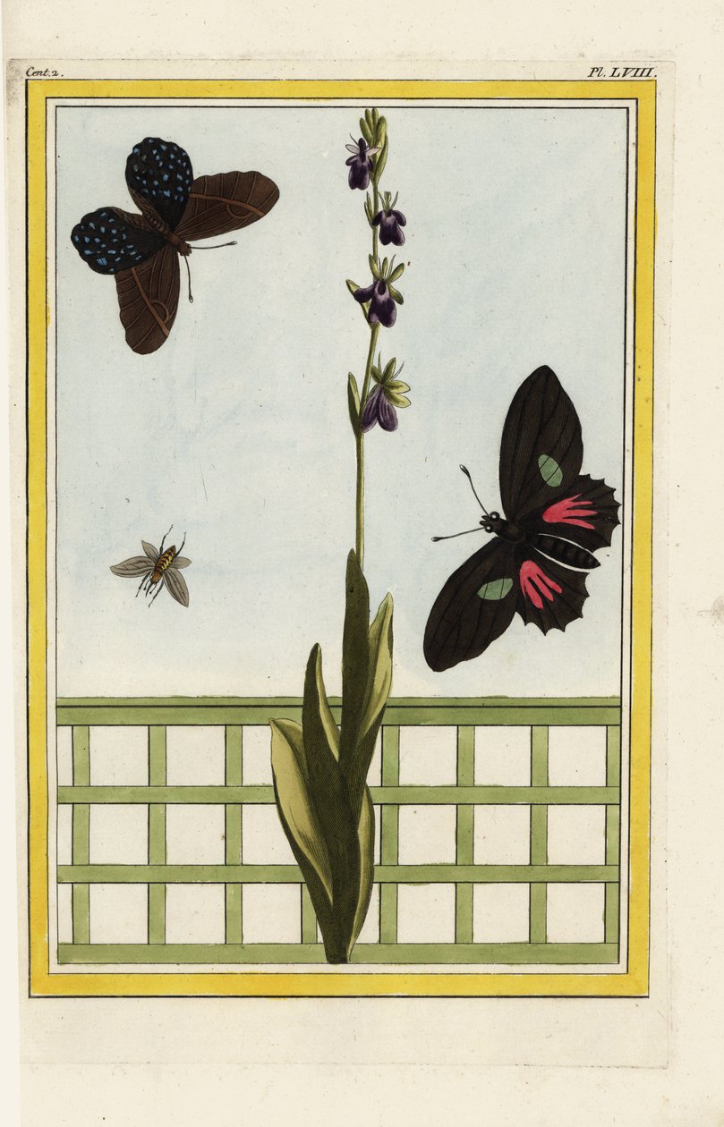 Ophrise má květy ve tvaru hmyzu. Mucholapka, Ophrys insectifera. Dlouhověký kvítek Doris, Heliconius doris. Ručně kolorovaný lept od Pierra Josepha Buchoze "Vzácná a osvětlená sbírka nejkrásnějších a nejpodivuhodnějších květin, pěstovaných jak v zahradách od Unbekannter Künstler