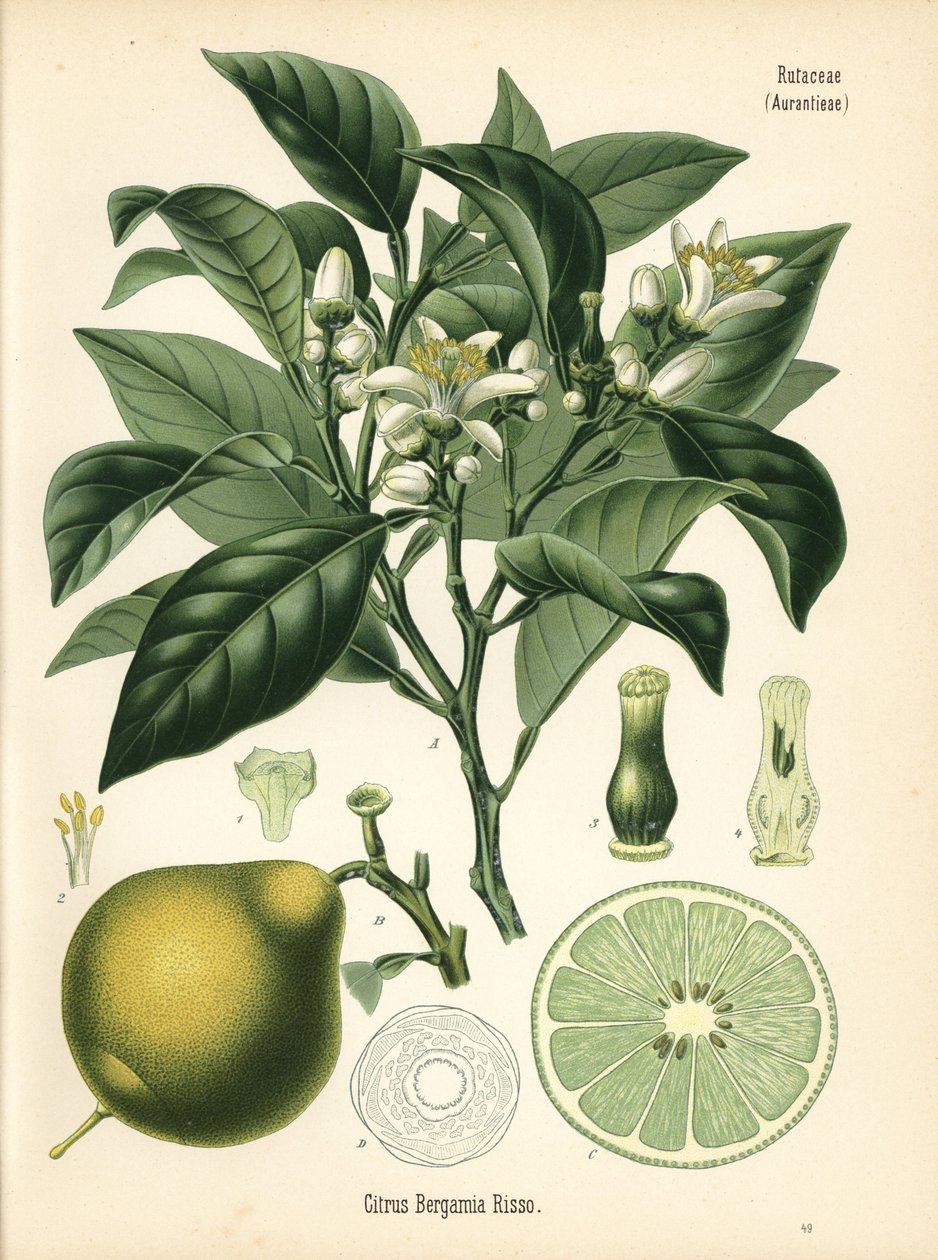 Pomerančový bergamot, Citrus bergamia. Chromolitografie podle botanické ilustrace z knihy Hermanna Adolpha Koehlera Léčivé rostliny, vydal Gustav Pabst, Koehler, Německo. od Unbekannter Künstler