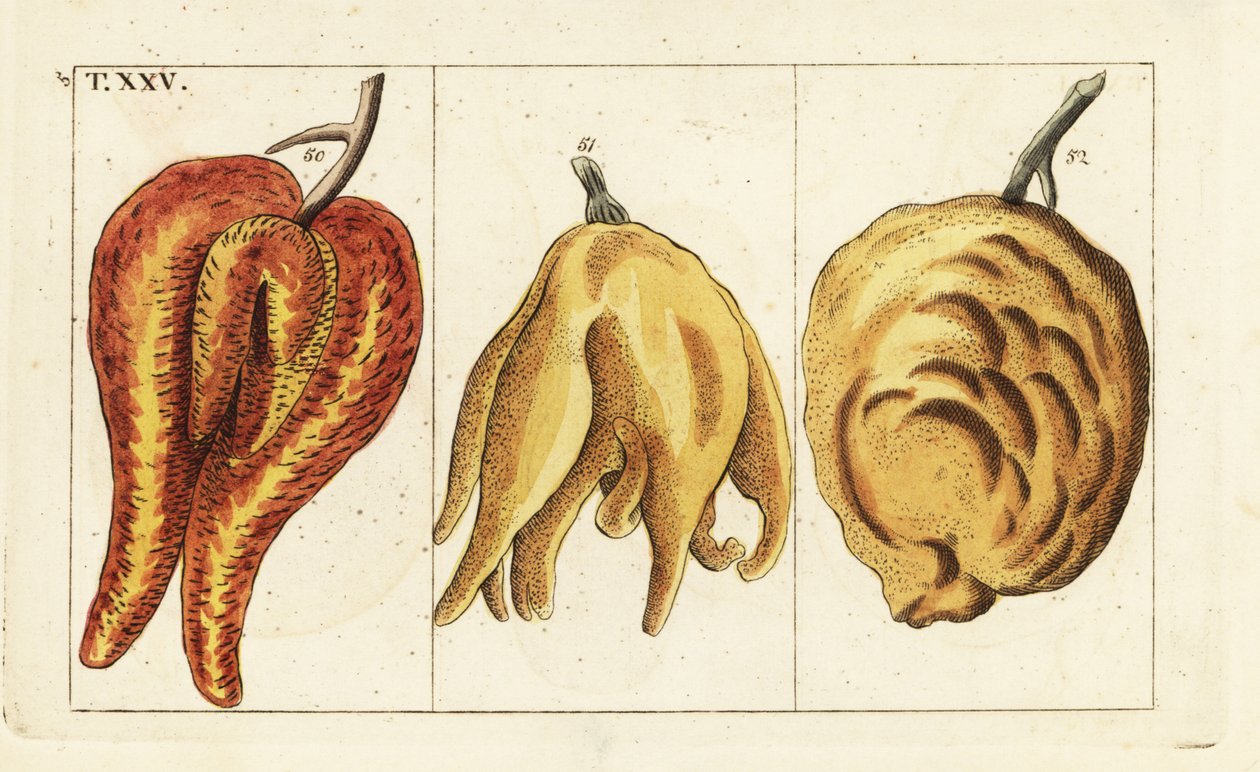 Pomeranče, deformované a baňaté formy, Citrus aurantium. od Unbekannter Künstler