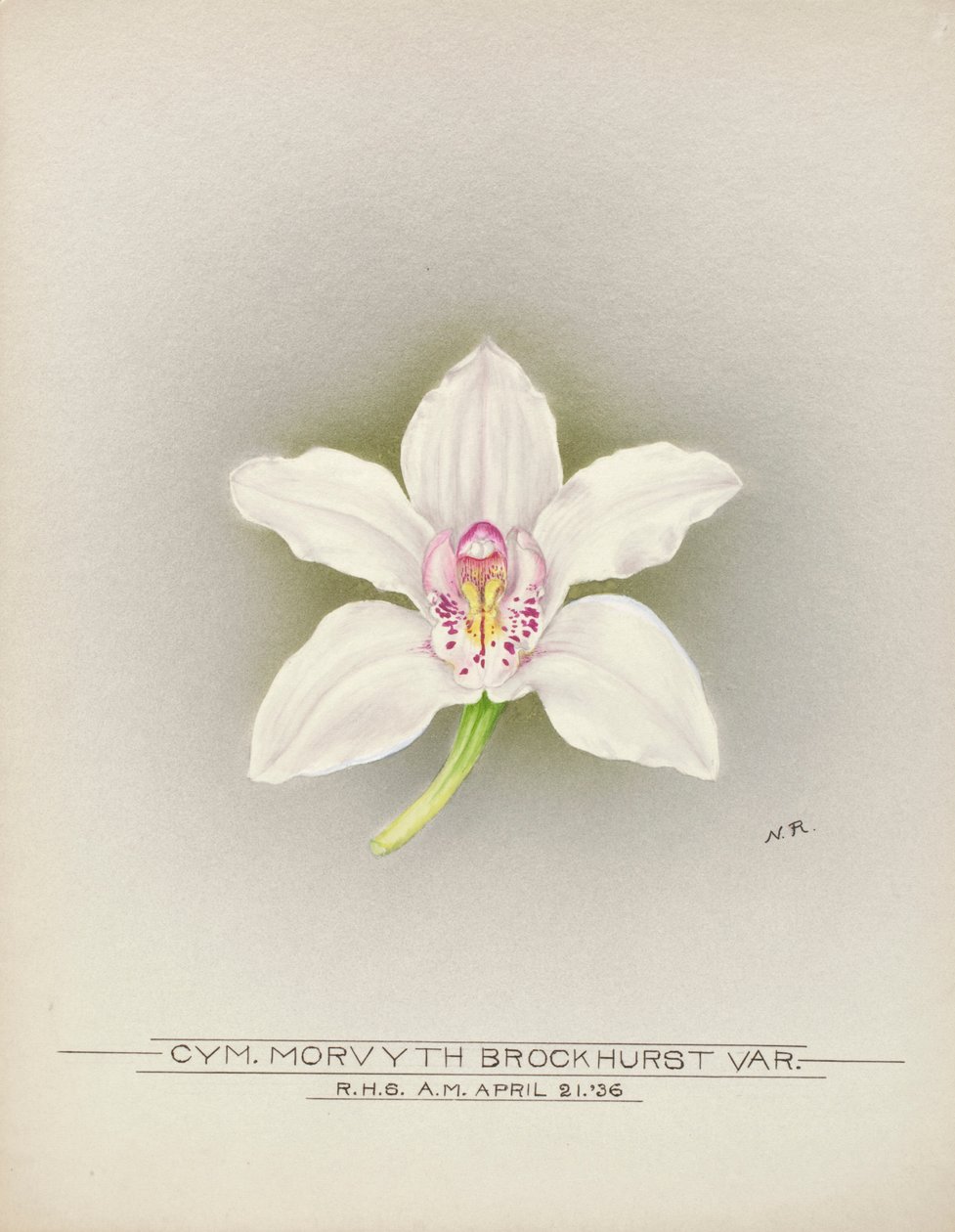 Orchidej od Unbekannter Künstler