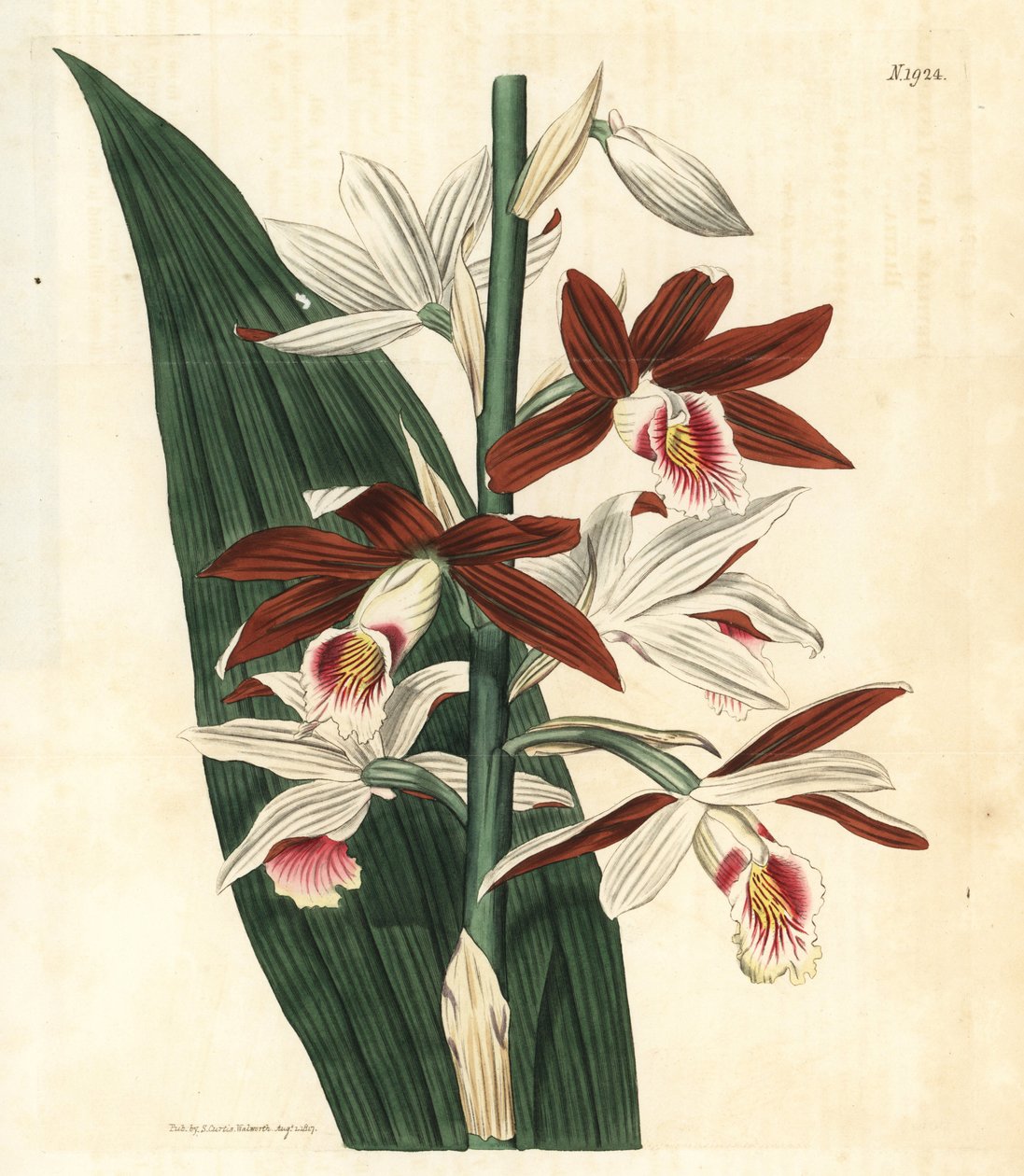 Orchideje Odrůda Bifrenaria - Blatouch bahenní Phaius tankervilleae (Lady Tankerville