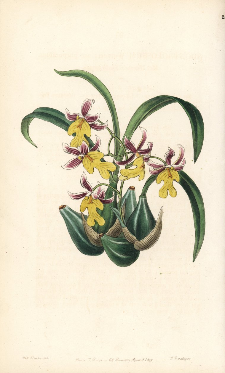 Orchidejová odrůda Oncidium - orchidej Oncidium ghiesbreghtianum (zubatý jazyk pana Warnera, Odontoglossum warneri var. purpuratum). Ručně kolorovaná mědirytina od George Barclaye podle ilustrace slečny Sarah Drake z Edwardsova botanického rejstříku, e od Unbekannter Künstler