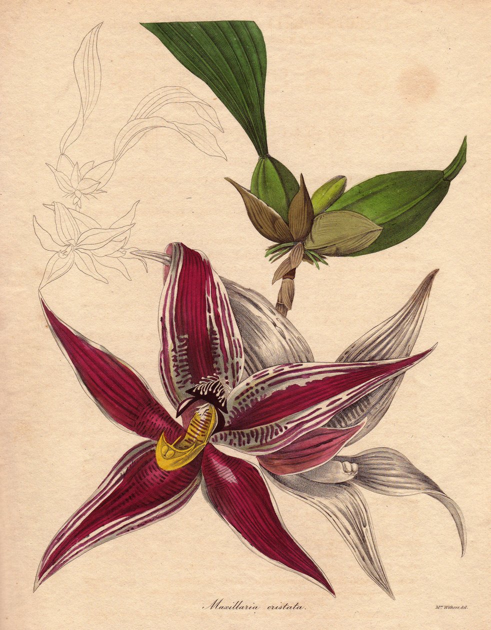 Varieta orchideje, Paphinia (Maxillaria) cristata, endemický druh v severní části Jižní Ameriky. Převislé květenství s hvězdicovitým květem, karmínově červené barvy s bílými pruhy. Ilustrace Augusta Innese Witherse (1793-1877) v časopise The Botanist, séri od Unbekannter Künstler