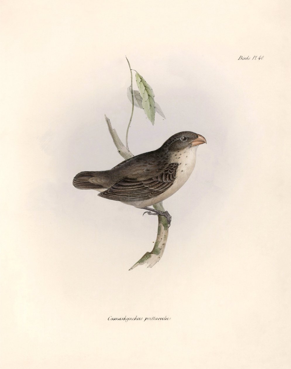 Ornitologie: "Popis vrabce, kterého Charles Darwin (1809-1882) pozoroval během své expedice na palubě lodi Beagle. Deska z knihy "The zoology of the voyage of the H.M.S. Beagle. Let. III, Ptáci popsaní od Unbekannter Künstler