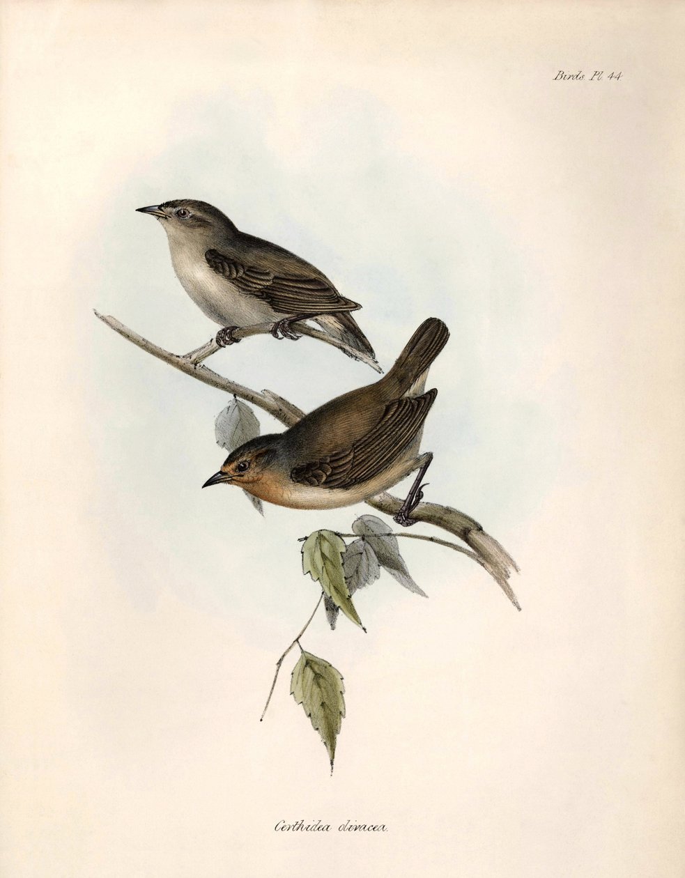 Ornitologie: "Certhidea olivacea" Geospize olivy pozoruje a popisuje Charles Darwin během své expedice na palubě lodi Beagle. Deska z knihy "The zoology of the voyage of the H.M.S. Beagle. Let. III, Ptáci popsaní Johnem Gouldem, s poznámkou o jejich od Unbekannter Künstler