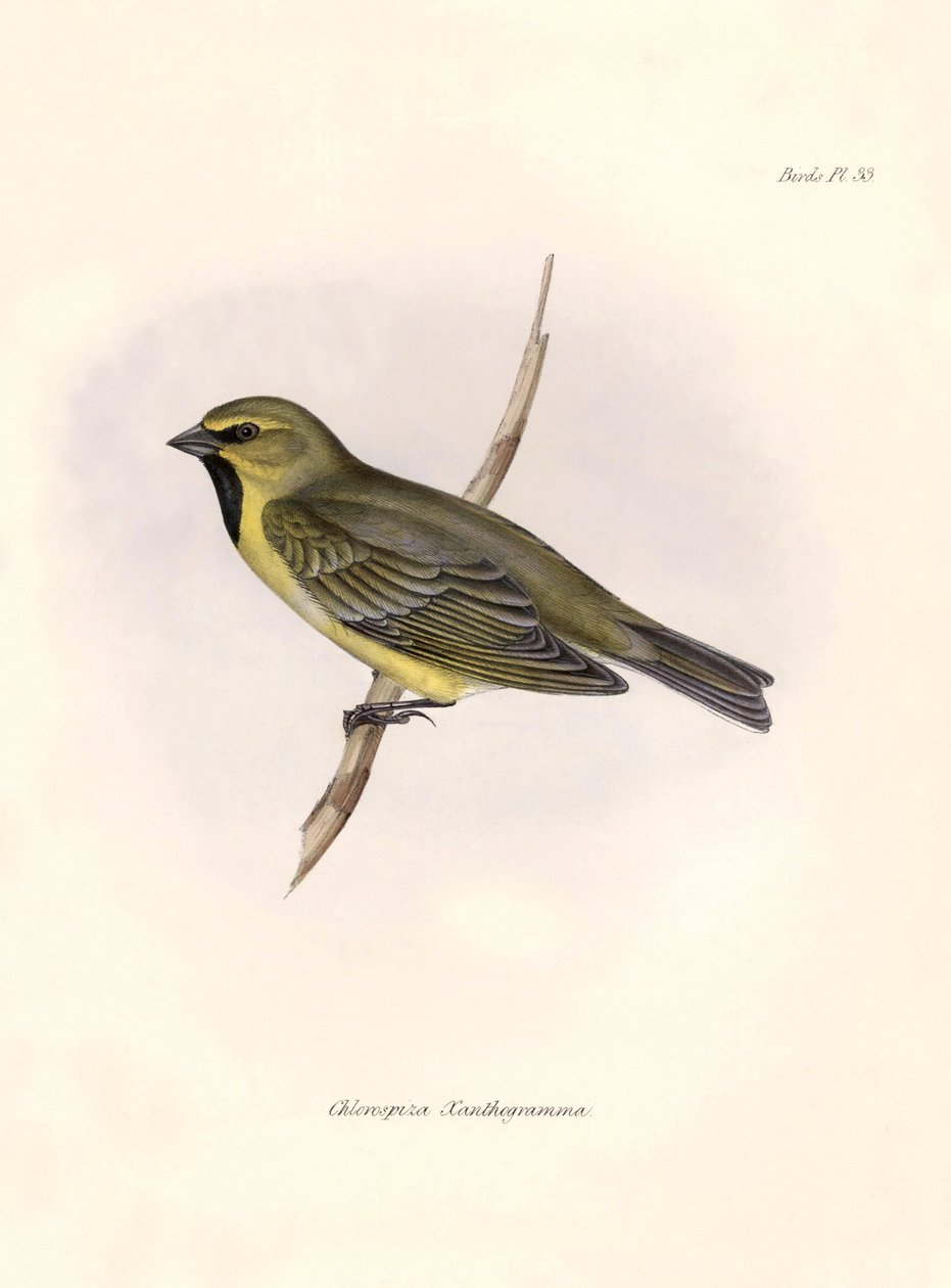Ornitologie: "Darwina (1809-1882), pozorovaného během jeho expedice na palubě lodi Beagle. Deska z knihy "The zoology of the voyage of the H.M.S. Beagle. Let. III, Ptáci popsaní Johnem Gouldem, s n od Unbekannter Künstler