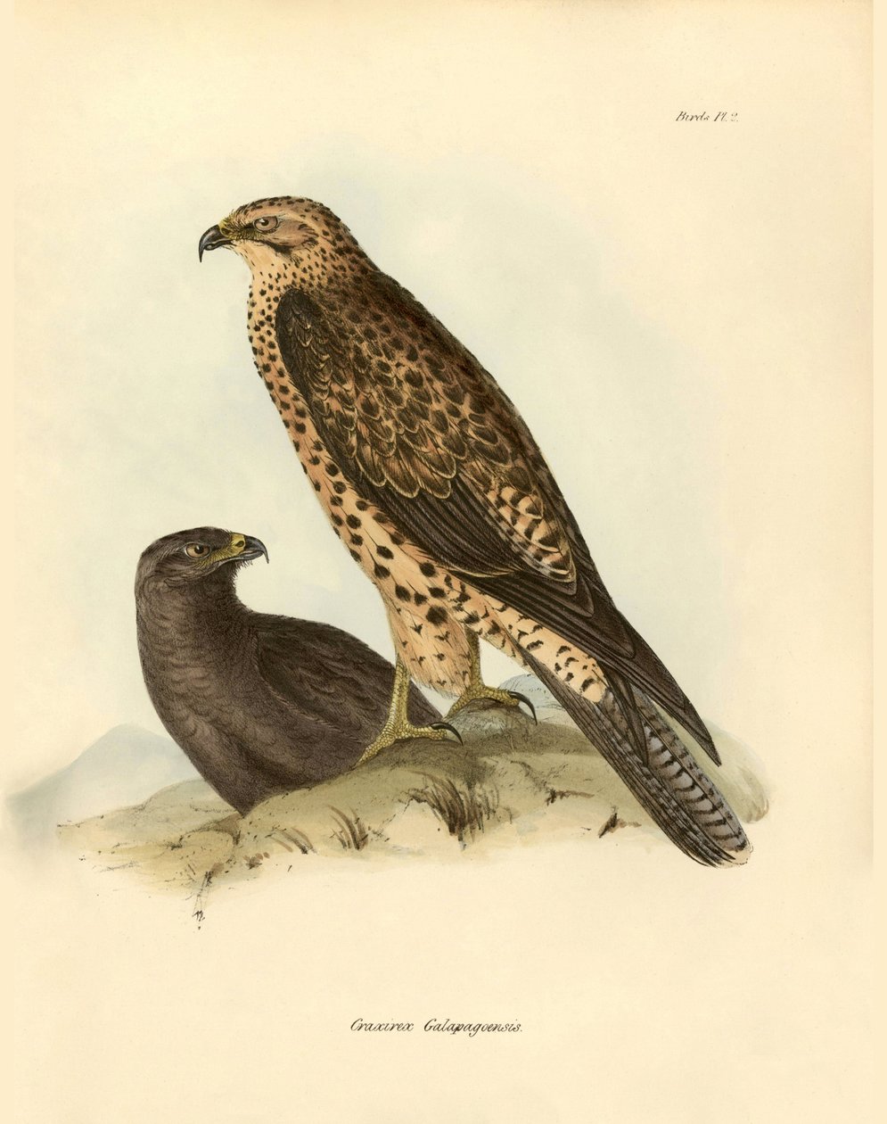 Ornitologie: "Craxirex Galapagoensis" dudek galapážský, kterého popsal Charles DarWin (1809-1882) během své expedice na palubě lodi Beagle. Deska z knihy "Birds described by John Gould, with notice of their habits by Charles Darwin". od Unbekannter Künstler