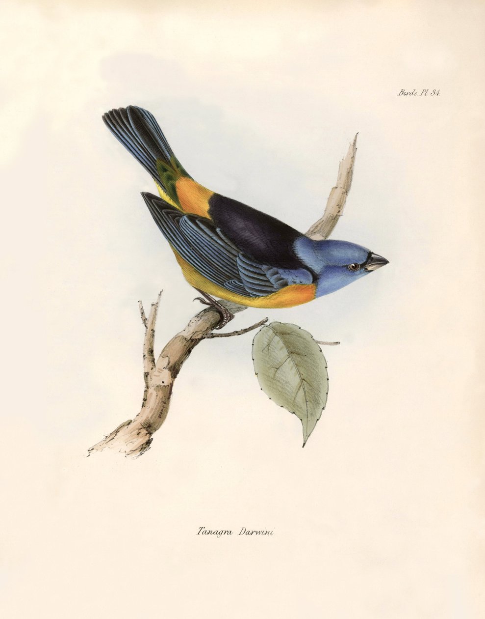 Ornitologie: "(nebo Thraupinae)" Popis vrabců Charlese Darwina (1809-1882), které pozoroval během své výpravy na palubě lodi Beagle. Deska z knihy "The zoology of the voyage of the H.M.S. Beagle. Let. III, Ptáci popsaní Johnem Gouldem od Unbekannter Künstler