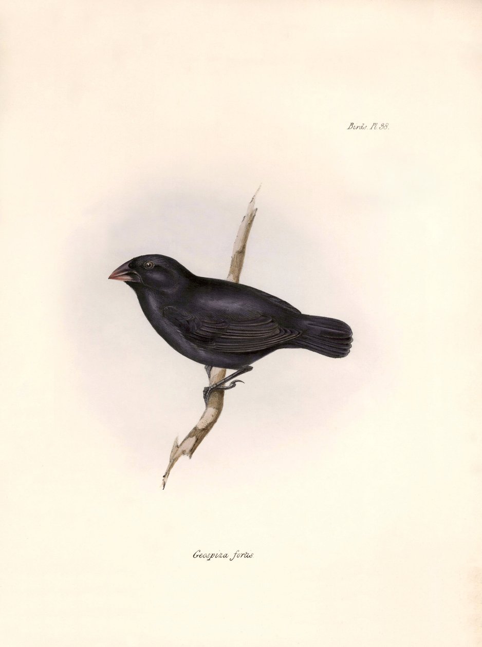 Ornitologie: "Popis vrabce, kterého Charles Darwin (1809-1882) pozoroval během své výpravy na palubě lodi Beagle. Deska z knihy "The zoology of the voyage of H.M.S. Beagle. Let. III, Ptáci popsaní Jo od Unbekannter Künstler