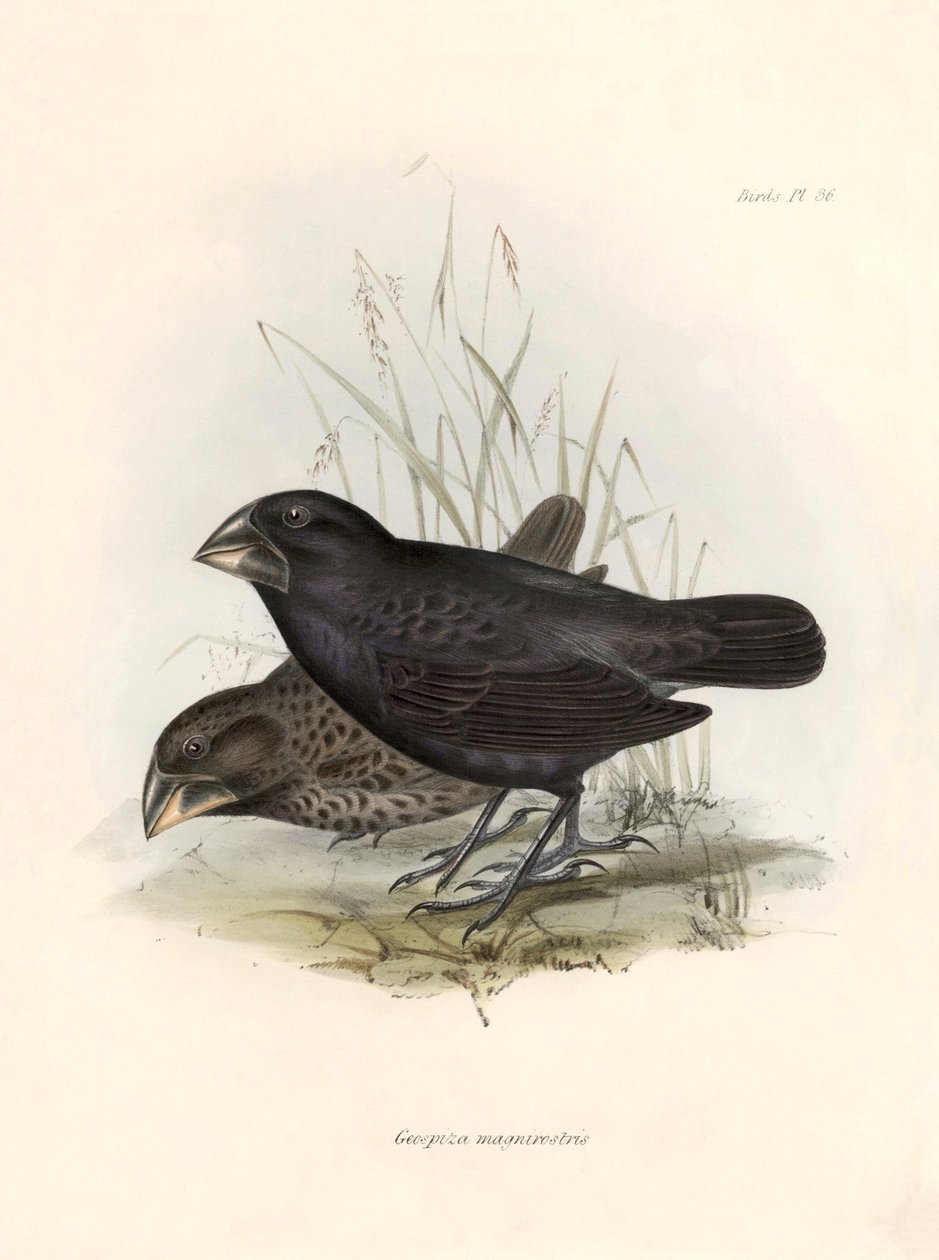 Ornitologie: "Popis vrabce, kterého Charles Darwin (1809-1882) pozoroval během své výpravy na palubě lodi Beagle. Deska z knihy "The zoology of the voyage of H.M.S. Beagle. Let. III, Ptáci popsaní b od Unbekannter Künstler