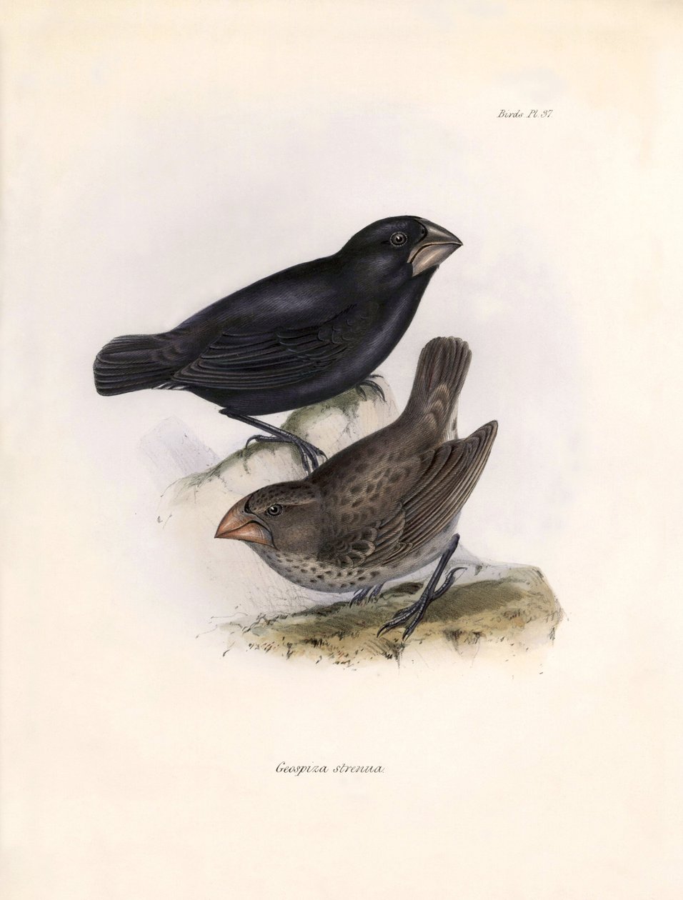 Ornitologie: "Popis vrabce, kterého Charles Darwin (1809-1882) pozoroval během své expedice na palubě lodi Beagle. Deska z knihy "The zoology of the voyage of H.M.S. Beagle. Let. III, Ptáci popsaní Johnem Gouldem, wi od Unbekannter Künstler