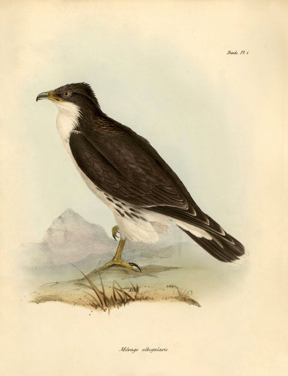 Ornitologie: "Milvago albogularis" neboli karakara popsal Charles DarWin (1809-1882) během své výpravy na palubě lodi Beagle. Deska z knihy "Birds described by John Gould, with notice of their habits by Charles Darwin". od Unbekannter Künstler