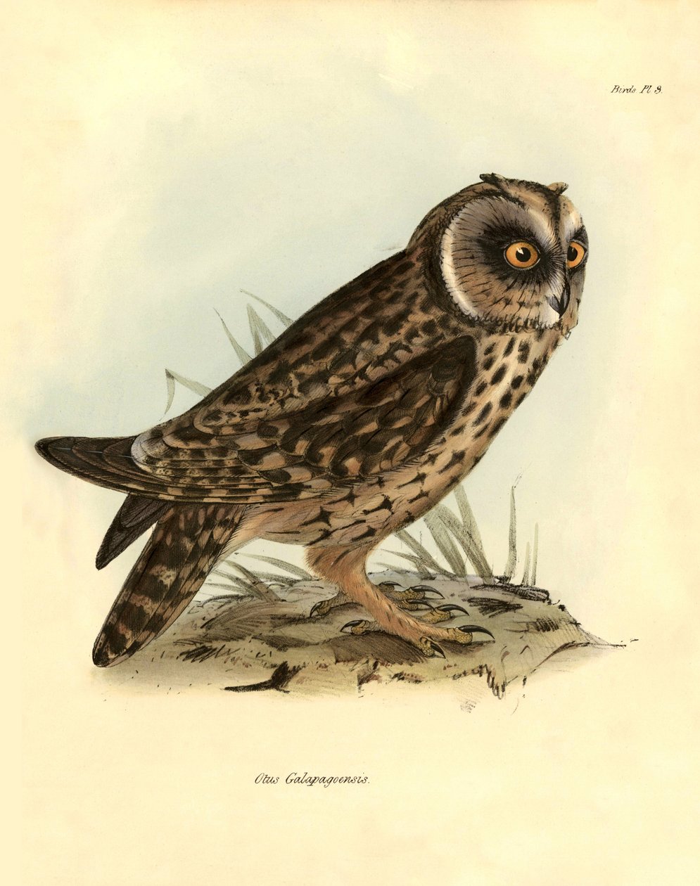 Ornitologie: "Otus Galapagoensis" Galapágy popsal Charles DarWin (1809-1882) během své expedice na palubě lodi Beagle. Deska z knihy "Birds described by John Gould, with notice of their habits by Charles Darwin". od Unbekannter Künstler