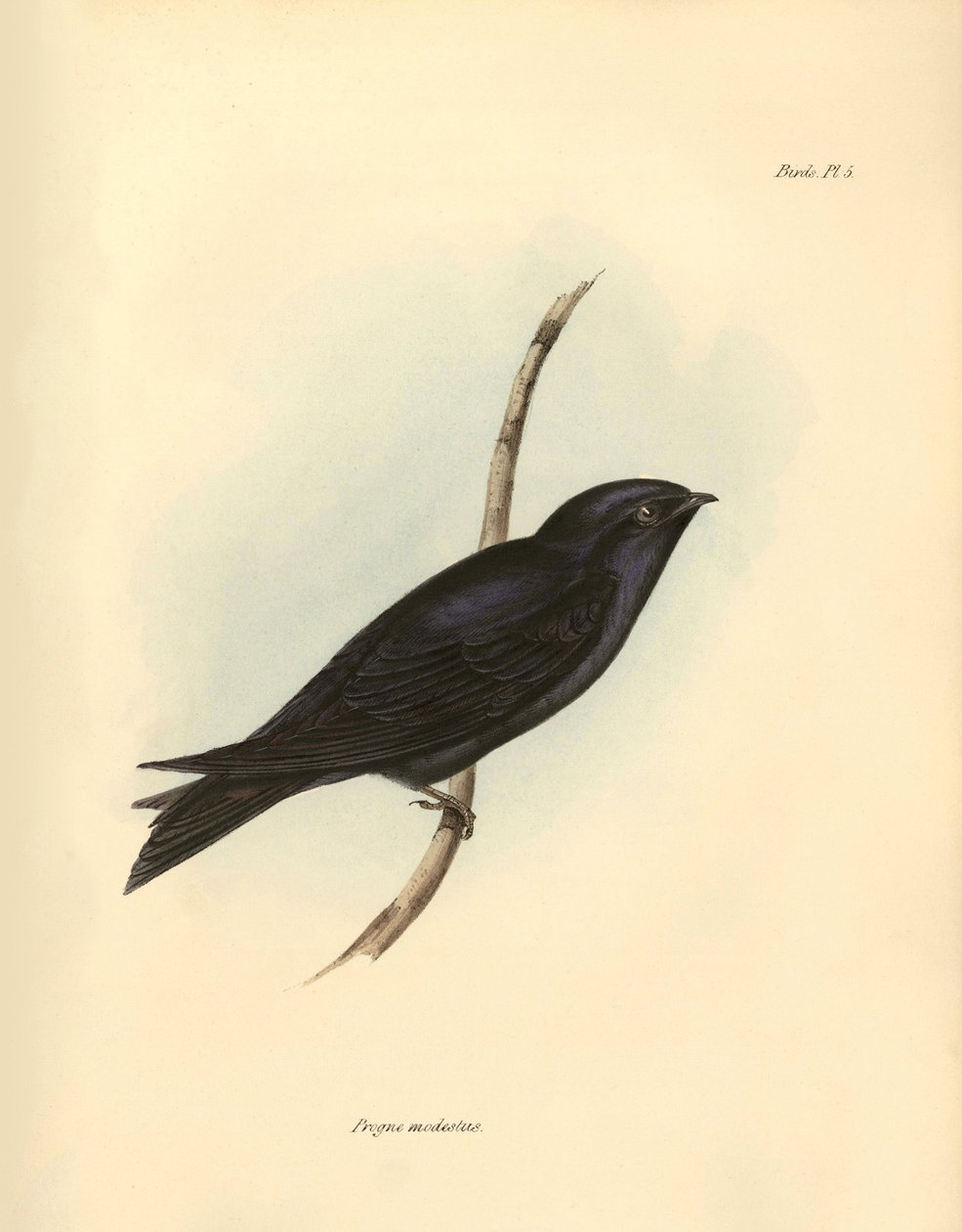 Ornitologie: "Progne modestus" z čeledi vlaštovkovitých popsal Charles Darwin během své výpravy na palubě lodi Beagle. Deska z knihy "The zoology of the voyage of H.M.S. Beagle. Let. III, Ptáci popsaní Johnem Gouldem, s poznámkou o jejich zvycích od Ch. od Unbekannter Künstler