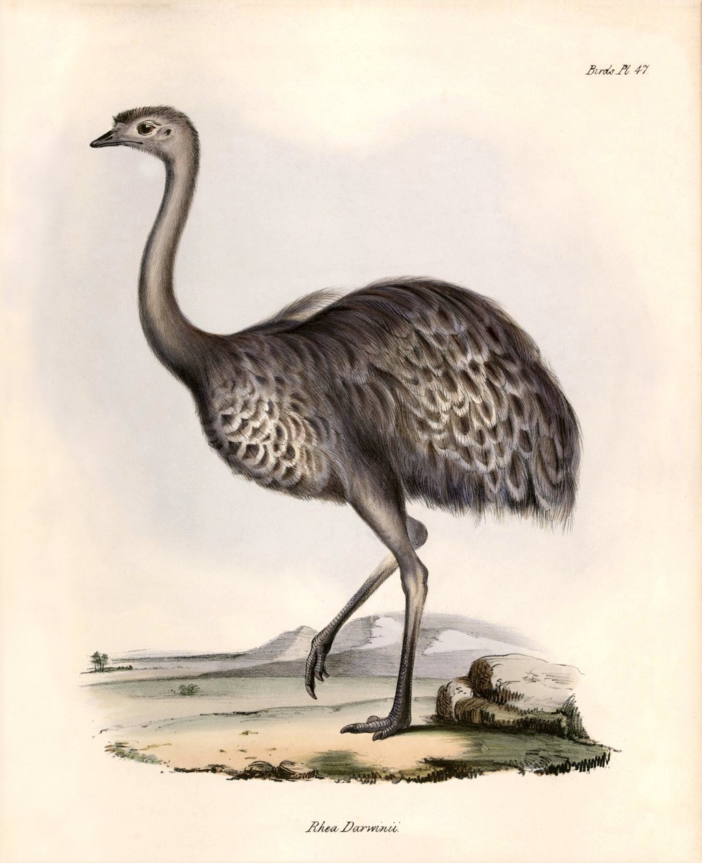 Ornitologie: "Nandou de Darwin pozoruje a popisuje Charles Darwin během své výpravy na palubě lodi Beagle. Deska z knihy "The zoology of the voyage of the H.M.S. Beagle. Let. III, Ptáci popsaní Johnem Gouldem, s poznámkou o jejich obydlích". od Unbekannter Künstler