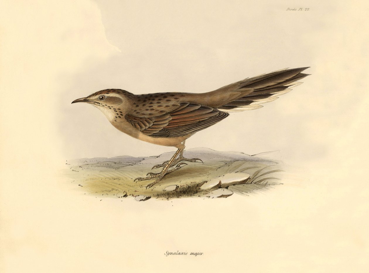 Ornitologie: "Synallaxis major" popsal Charles Darwin během své výpravy na palubě lodi Beagle. Deska z knihy "The zoology of the voyage of the H.M.S. Beagle". Let. III, Ptáci popsaní Johnem Gouldem, s poznámkou o jejich zvycích od Charlese Darwina. od Unbekannter Künstler