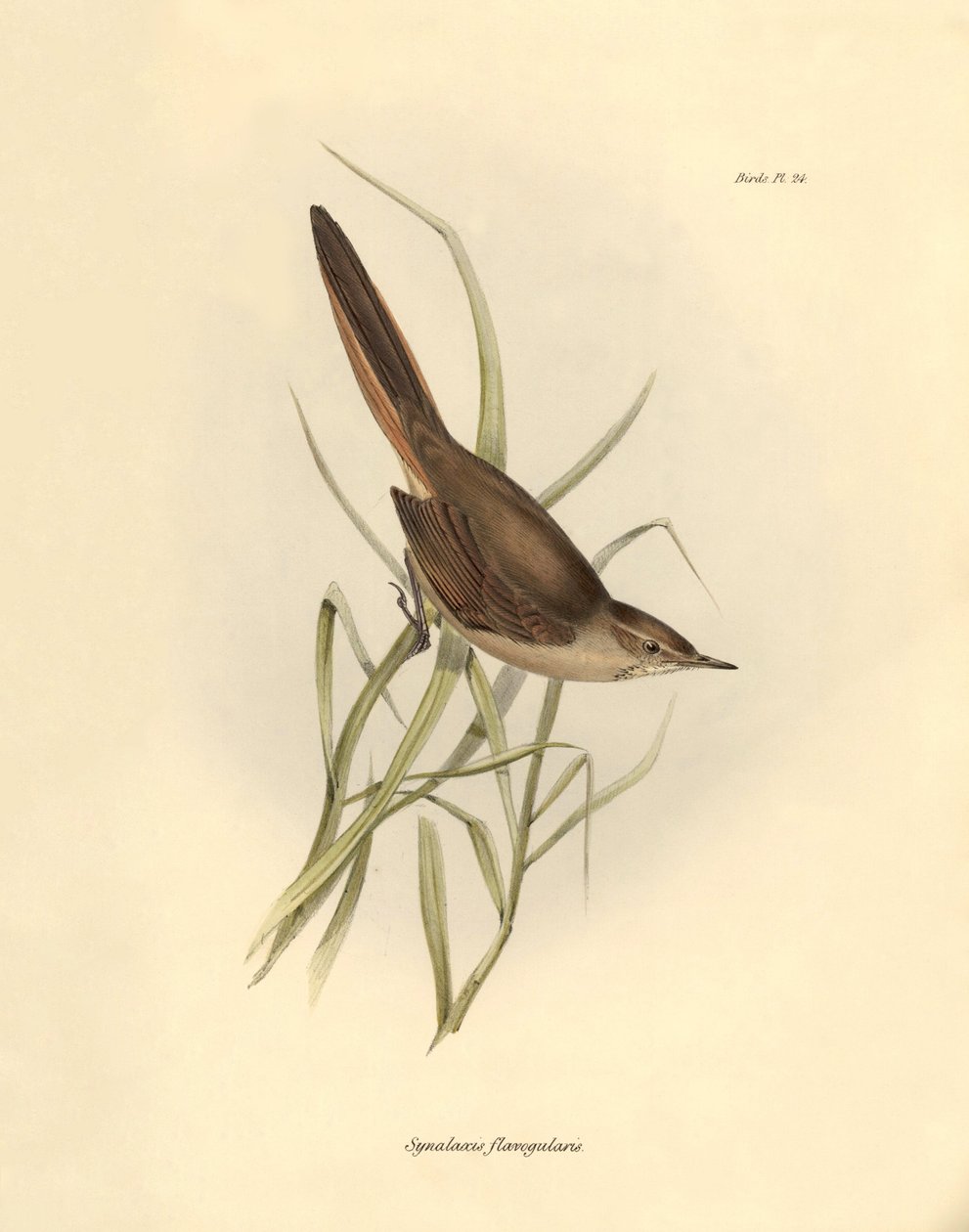 Ornitologie: "Synallaxis rufogularis" popsal Charles Darwin během své výpravy na palubě lodi Beagle. Deska z knihy "The zoology of the voyage of the H.M.S. Beagle. Let. III, Ptáci popsaní Johnem Gouldem, s poznámkou o jejich zvycích od Charlese Darwina". od Unbekannter Künstler