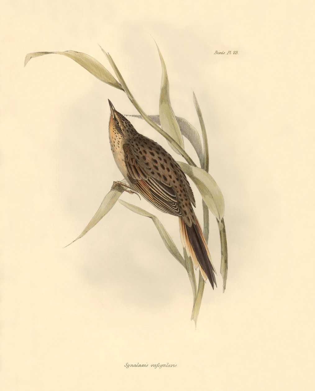 Ornitologie: "Synallaxis rufogularis" popsal Charles Darwin během své výpravy na palubě lodi Beagle. Deska z knihy "The zoology of the voyage of the H.M.S. Beagle. Let. III, Ptáci popsaní Johnem Gouldem, s poznámkou o jejich zvycích od Charlese Darwina". od Unbekannter Künstler