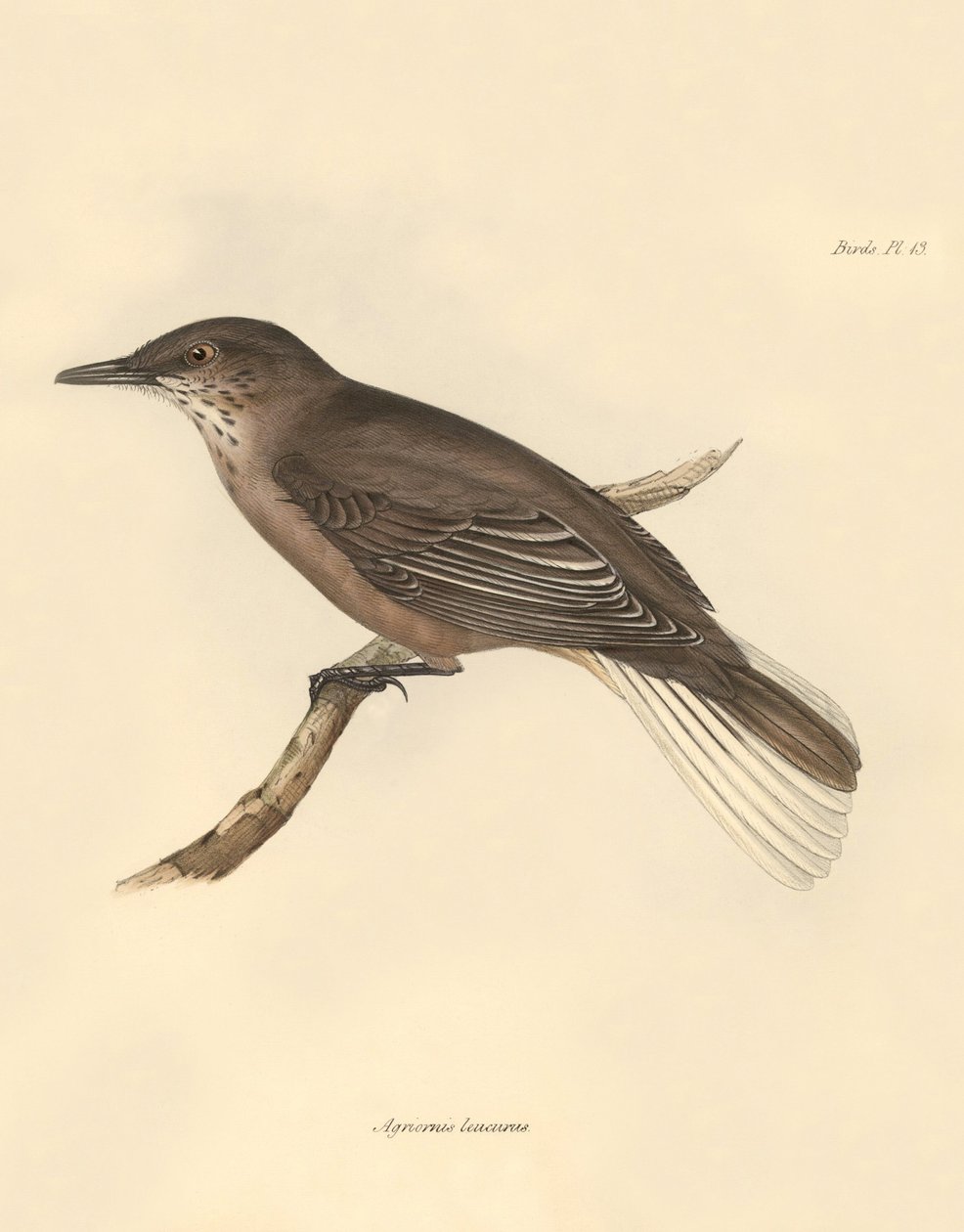 Ornitologie: Agriornis leucurus, kterého popsal Charles Darwin během své objevitelské cesty na palubě lodi Beagle. Deska z knihy "The Zoology of the voyage of the H.M.S. Beagle under the command of Captain Fitzroy during the years 1832 to 1836 edited and s od Unbekannter Künstler