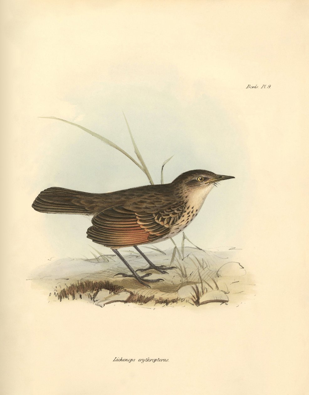 Ornitologie: Hymenops perspicillata" z čeledi ptáků, které popsal Charles Darwin během své objevitelské cesty na palubě lodi Beagle. Deska z knihy "The Zoology of the voyage of the H.M.S. Beagle under the command of Captain Fitzroy during the years 1832 to od Unbekannter Künstler