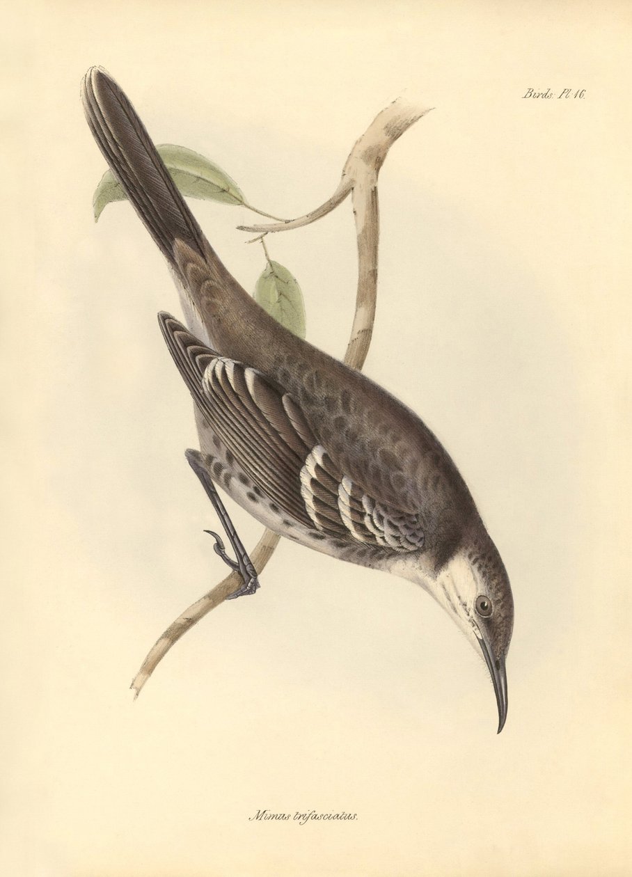 Ornitologie: "Mimus trifasciatus" z čeledi posměváčků popsal Charles Darwin během své objevitelské cesty na palubě lodi Beagle. Deska z knihy "The Zoology of the voyage of the H.M.S. Beagle under the command of Captain Fitzroy during the years 1832 to 1". od Unbekannter Künstler
