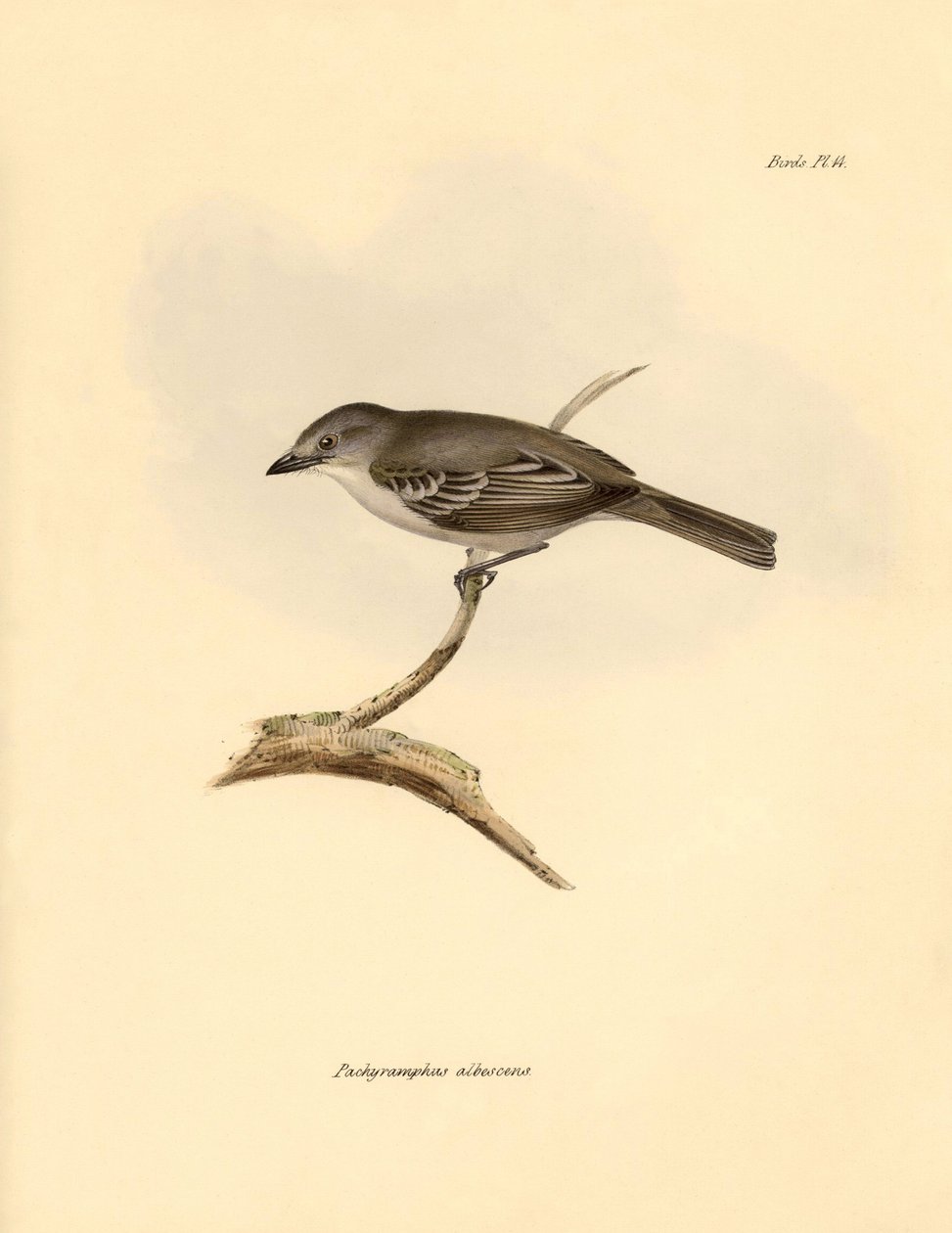 Ornitologie: Pachyramphus albescens" z čeledi bukovitých, kterého popsal Charles Darwin během své objevitelské cesty na palubě lodi Beagle. Deska z knihy "The Zoology of the voyage of the H.M.S. Beagle under the command of Captain Fitzroy during the years  od Unbekannter Künstler