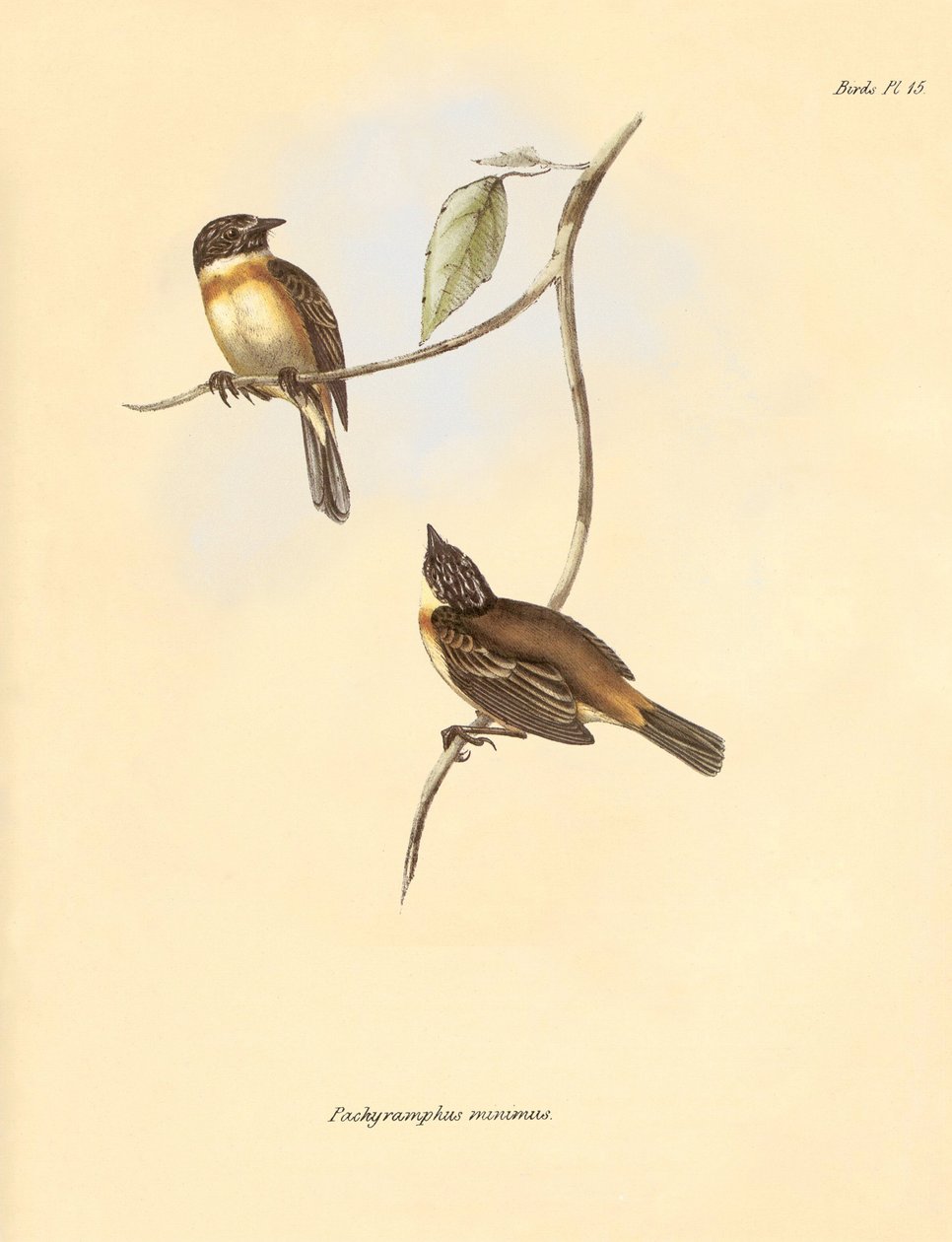 Ornitologie: Pachyramphus minimus" z čeledi bukovitých, kterého popsal Charles Darwin během své objevitelské cesty na palubě lodi Beagle. Deska z knihy "The Zoology of the voyage of the H.M.S. Beagle under the command of Captain Fitzroy during the years 18 od Unbekannter Künstler