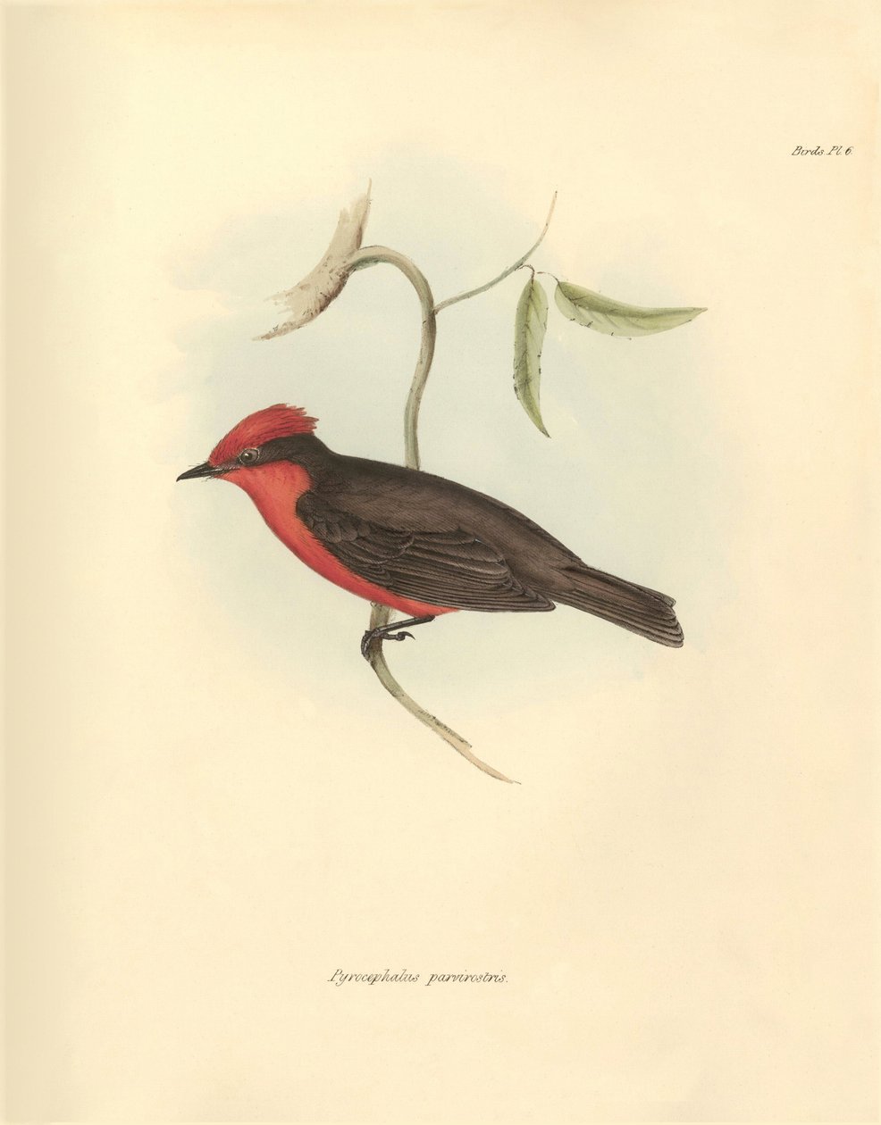 Ornitologie: "Pyrocephalus parvirostris" z čeledi ptáků, které popsal Charles Darwin během své objevitelské plavby na palubě lodi Beagle. Deska z knihy "The Zoology of the voyage of the H.M.S. Beagle under the command of Captain Fitzroy during the years 18 od Unbekannter Künstler