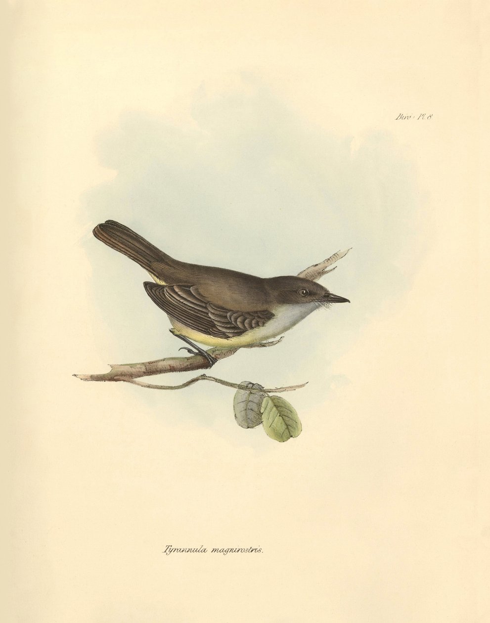Ornitologie: "Tyrannula magnirostris" z čeledi ptáků, které popsal Charles Darwin během své objevitelské cesty na palubě lodi Beagle. Deska z knihy "The Zoology of the voyage of the H.M.S. Beagle under the command of Captain Fitzroy during the years 1832 t od Unbekannter Künstler