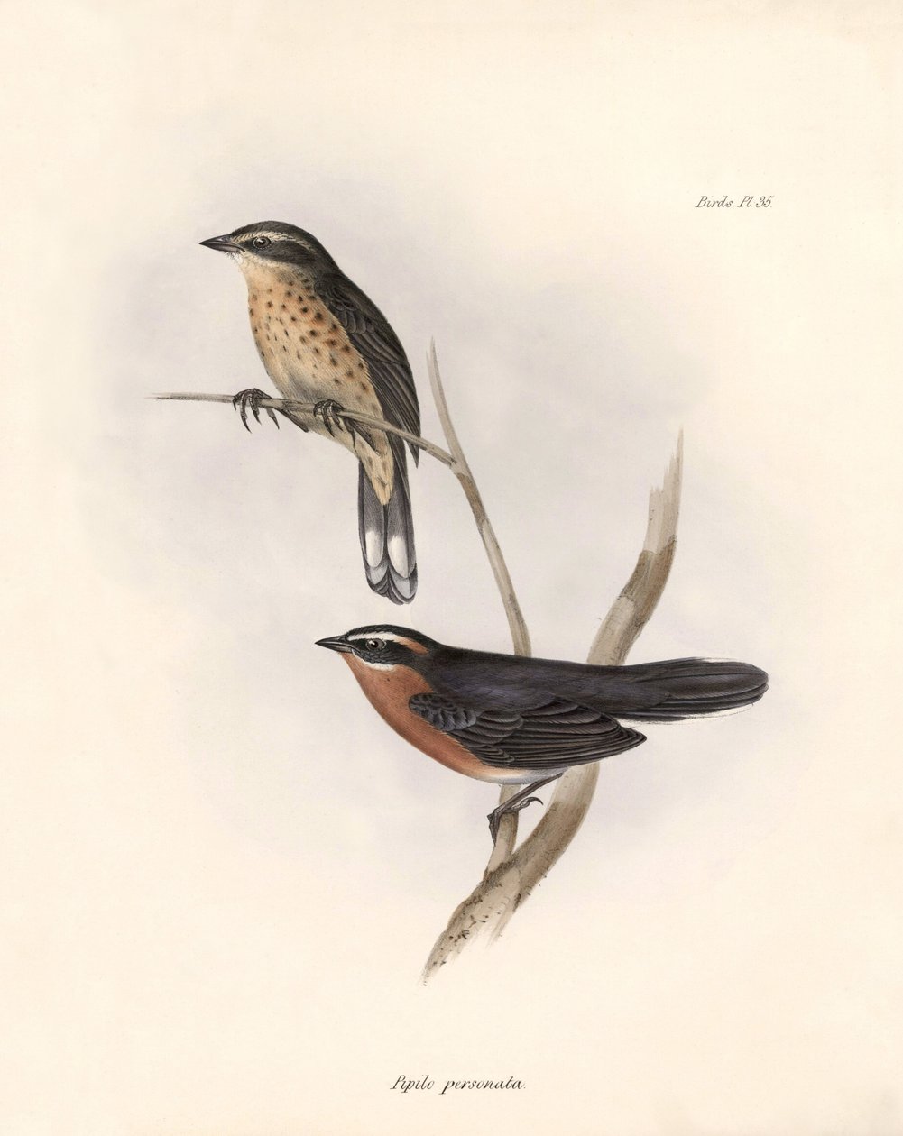 Ornitologie: "Tohi (nebo pipilo)" Popis vrabce, kterého Charles Darwin (1809-1882) pozoroval během své expedice na palubě lodi Beagle. Deska z knihy "The zoology of the voyage of the H.M.S. Beagle. Let. III, Ptáci popsaní Johnem Gouldem, s poznámkou o od Unbekannter Künstler