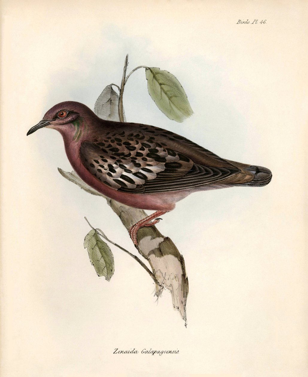 Ornitologie: "Zenaida Galapagoensis" Galapágy pozoroval a popsal Charles Darwin během své expedice na palubě lodi Beagle. Deska z knihy "The zoology of the voyage of the H.M.S. Beagle. Let. III, Ptáci popsaní Johnem Gouldem, s poznámkou o jejich výskytu. od Unbekannter Künstler