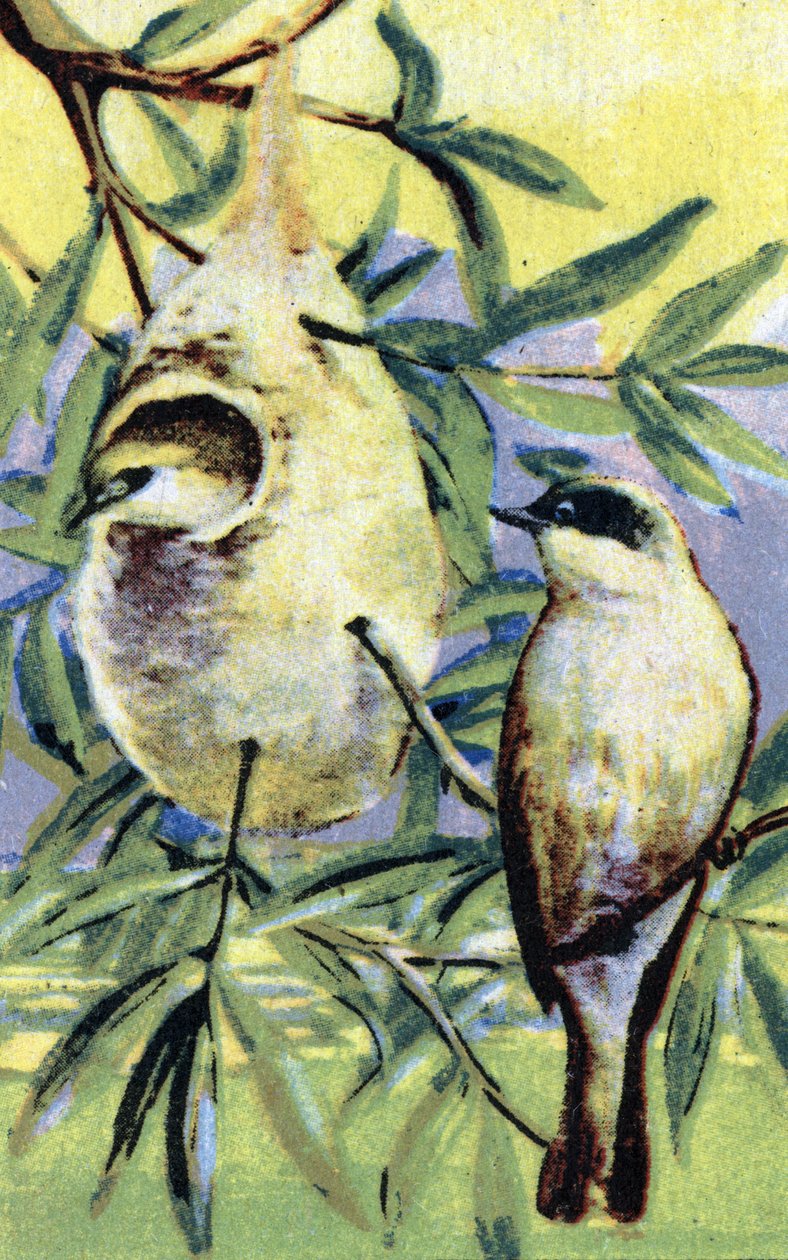 Ornitologie: Remiz (Remiz pendulinus) Chromolitografie 19. století Soukromá sbírka od Unbekannter Künstler