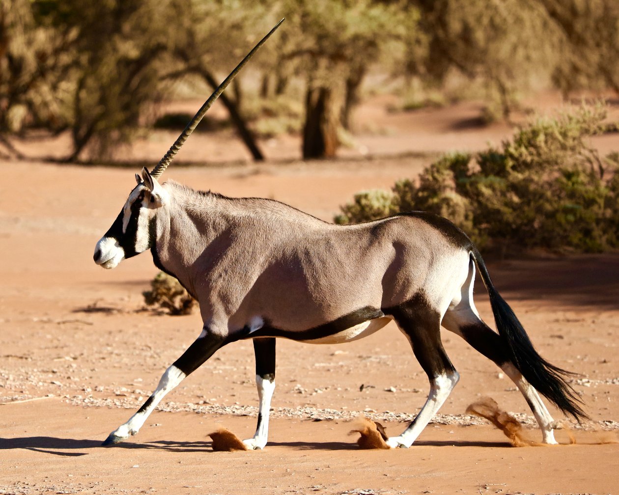 Oryx, poušť Namib, 2017 (fotografie) od Unbekannter Künstler