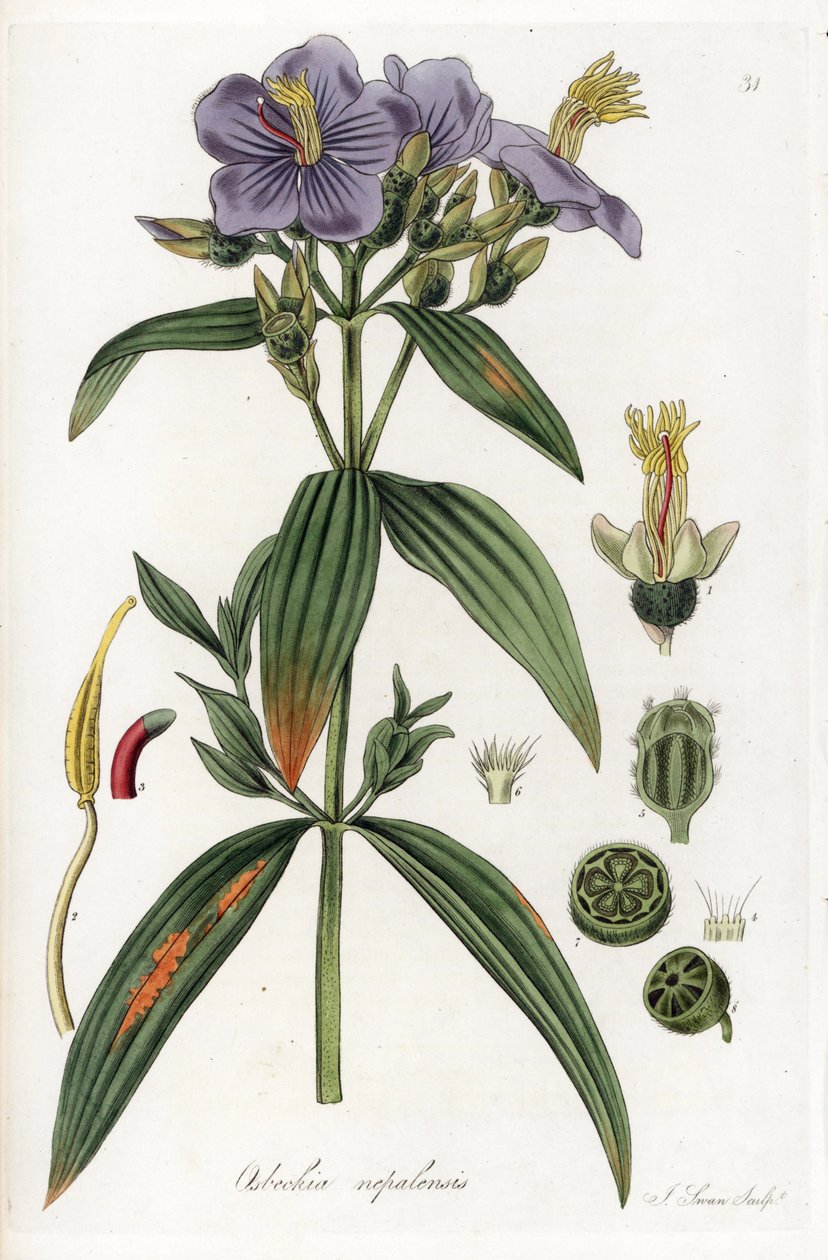 Osbeckia z Nepálu - litografie J. Swana, podle ilustrace Williama Jacksona Hookera (1785-1865), výtah z Flora Exotic, Scotland od Unbekannter Künstler