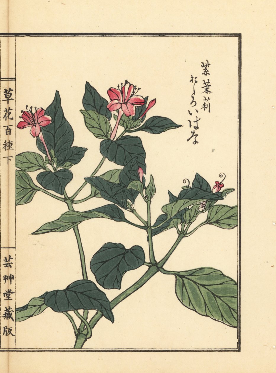 Oshiroibana neboli peruánský zázrak, Mirabilis jalapa. Ručně kolorovaný dřevoryt Kono Bairei z knihy Kusa Bana Hyakushu (Sto druhů květin), Tokio, Yamada. od Unbekannter Künstler