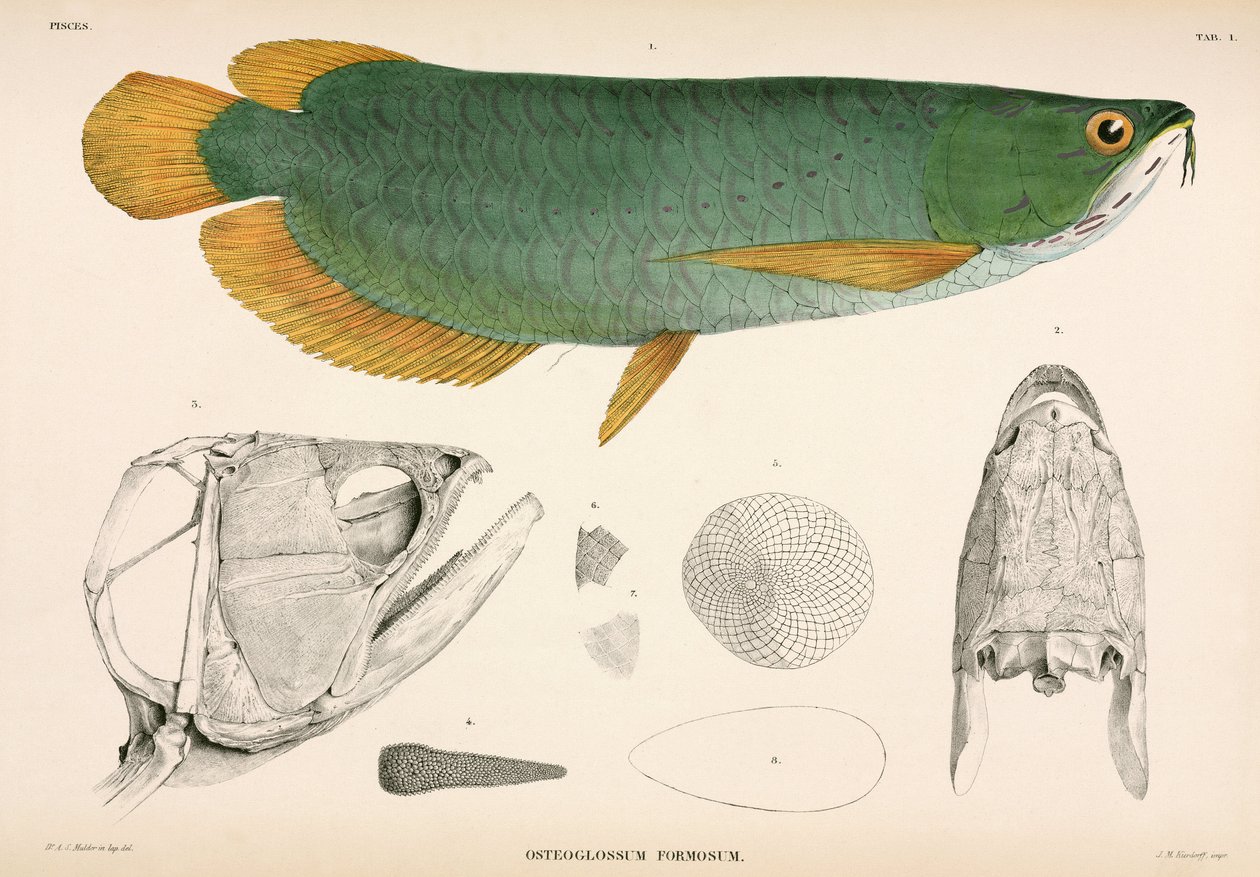 Osteoglossum formosum, Indonésie od Unbekannter Künstler