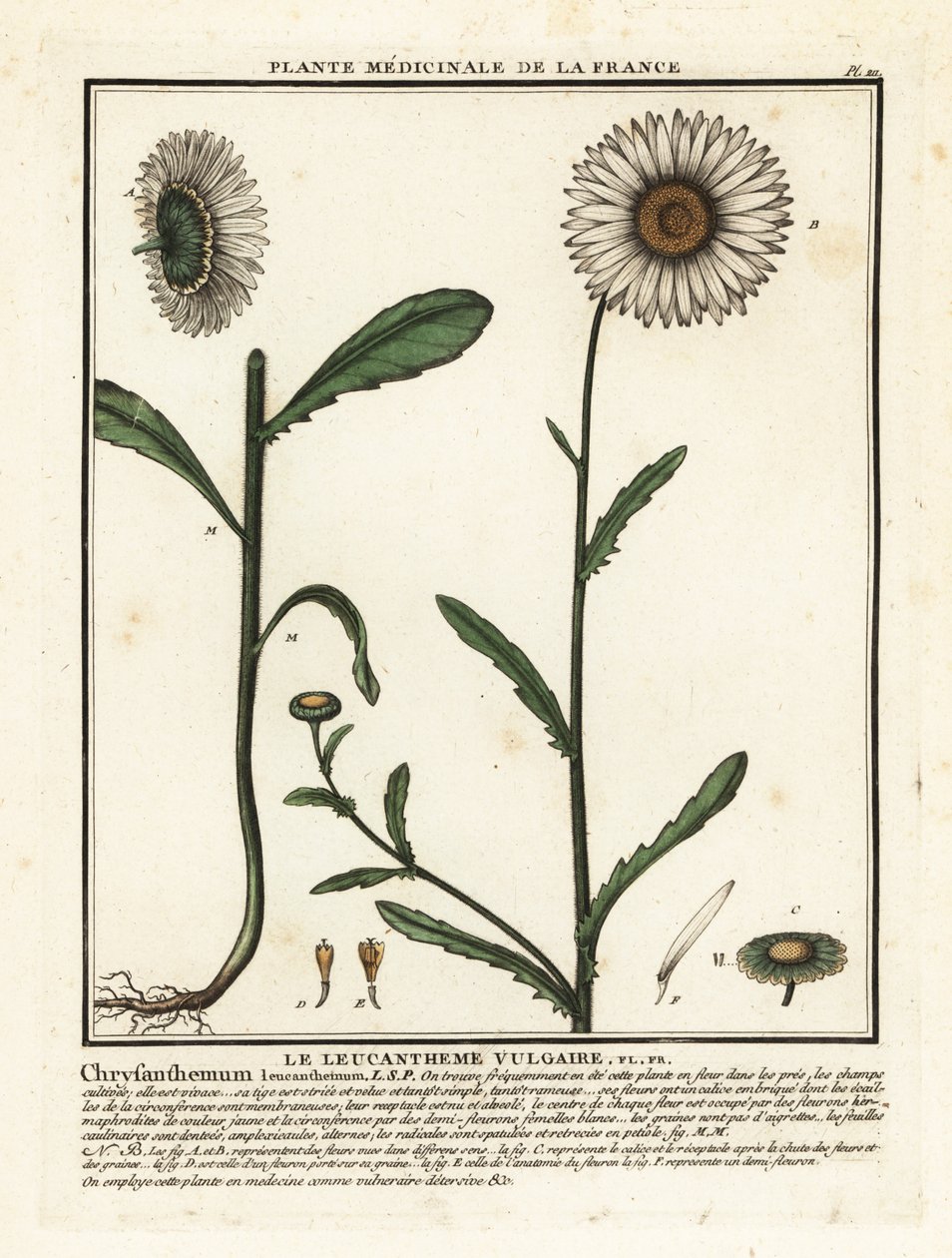 Sedmikráska volská, Leucanthemum vulgare. od Unbekannter Künstler