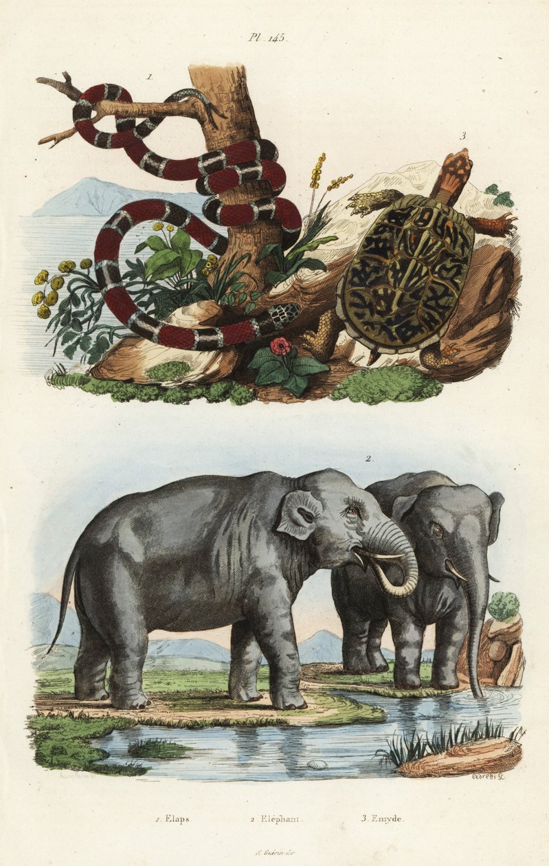 Malovaný korálový had, Micrurus corallinus 1, slon indický, Elephas maximus indicus 2, a želva obecná, Terrapene carolina 3 od Unbekannt