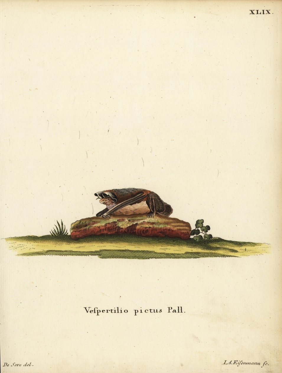 Malovaný vlnitý netopýr, Kerivoula picta. Vespertilio pictus Linn. Ručně kolorovaná mědirytina Jakoba Andrease Eisenmanna podle ilustrace Jacquese de Seve. z knihy Johanna Christiana Daniela Schrebera Ilustrace zvířat podle přírody, neboli Schreberova F od Unbekannter Künstler