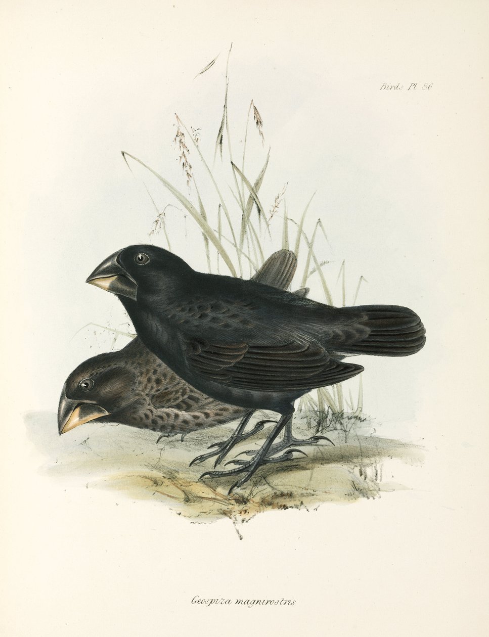 Pair of Large Ground Finches, Galapágy, c 1832-1836 od Unbekannt