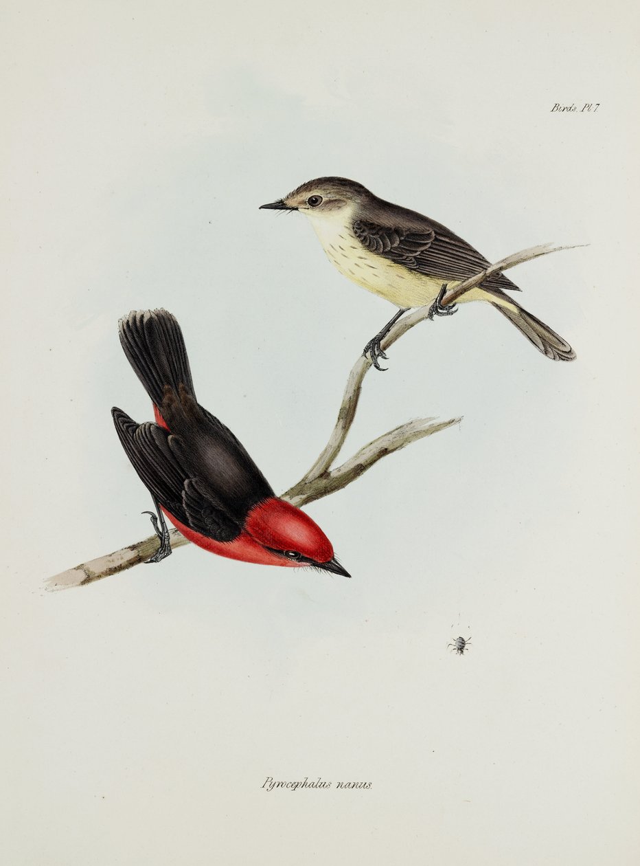 Ptačí pár, c 1832-1836 od Unbekannter Künstler