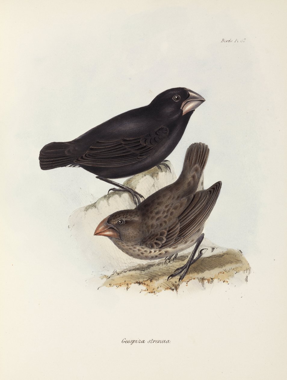 Pár pěnkav, Galapágy, c 1832-1836 od Unbekannt