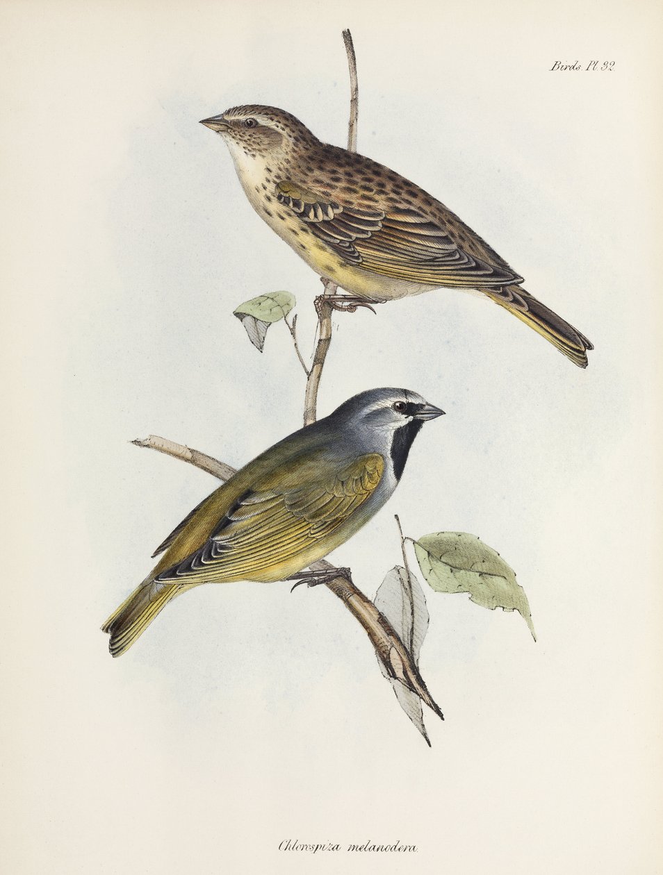 Pár vrabců nebo pěnkav, c 1832-1836 od Unbekannt